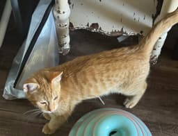 Pawsley image 2