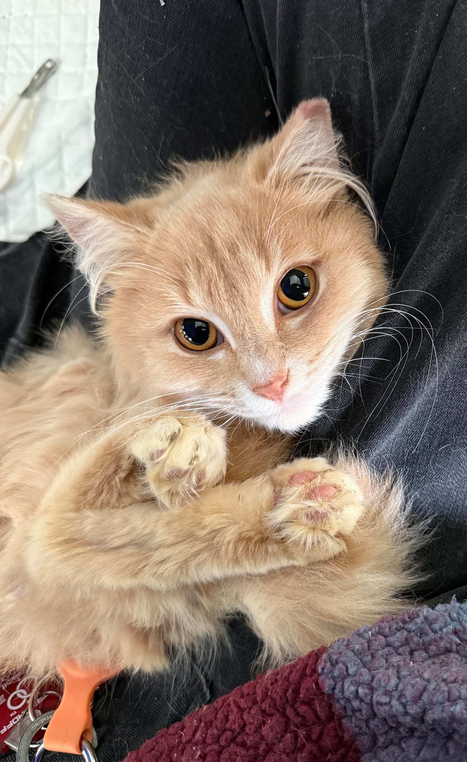 Charm - Domestic Medium Hair