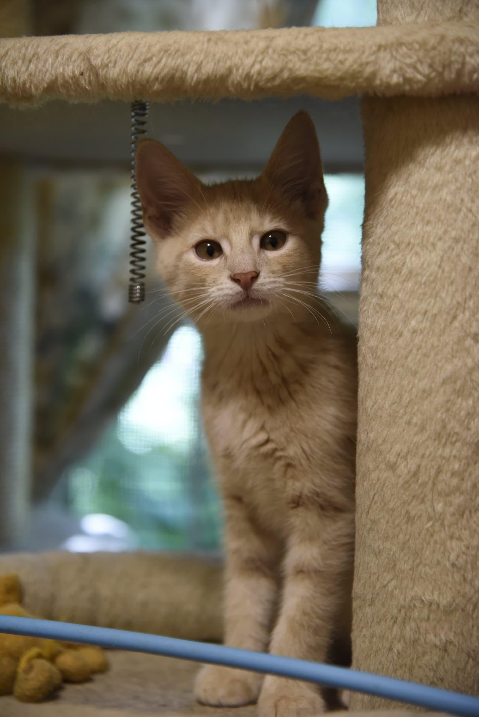Derby - Domestic Short Hair