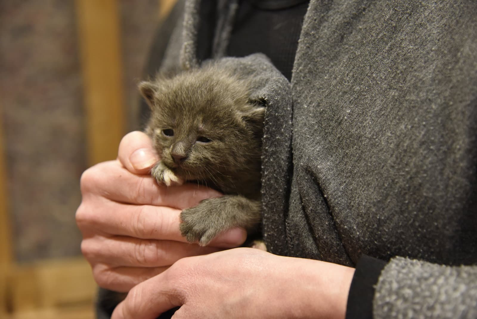 Cloche - Domestic Short Hair