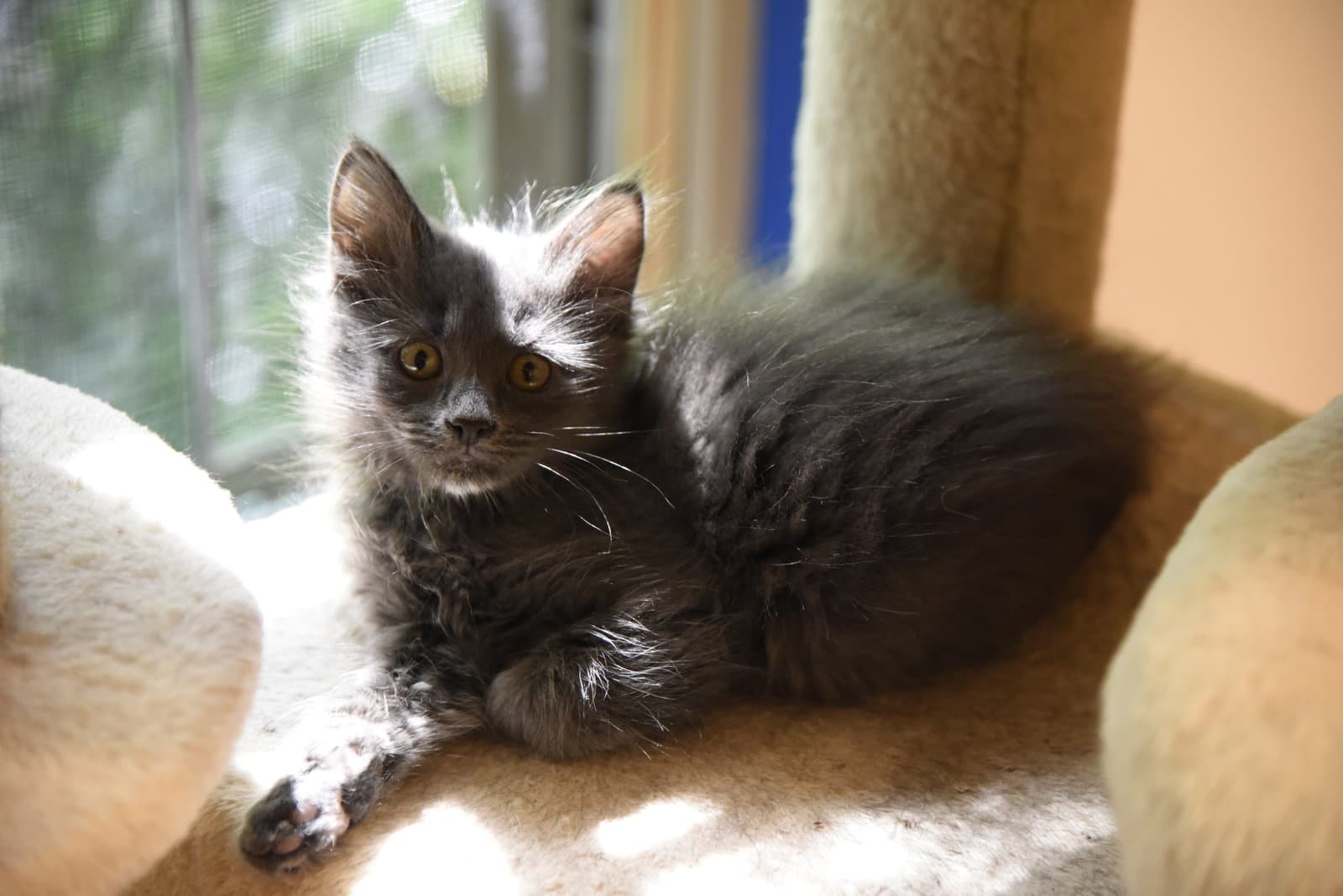 Fedora - Domestic Short Hair