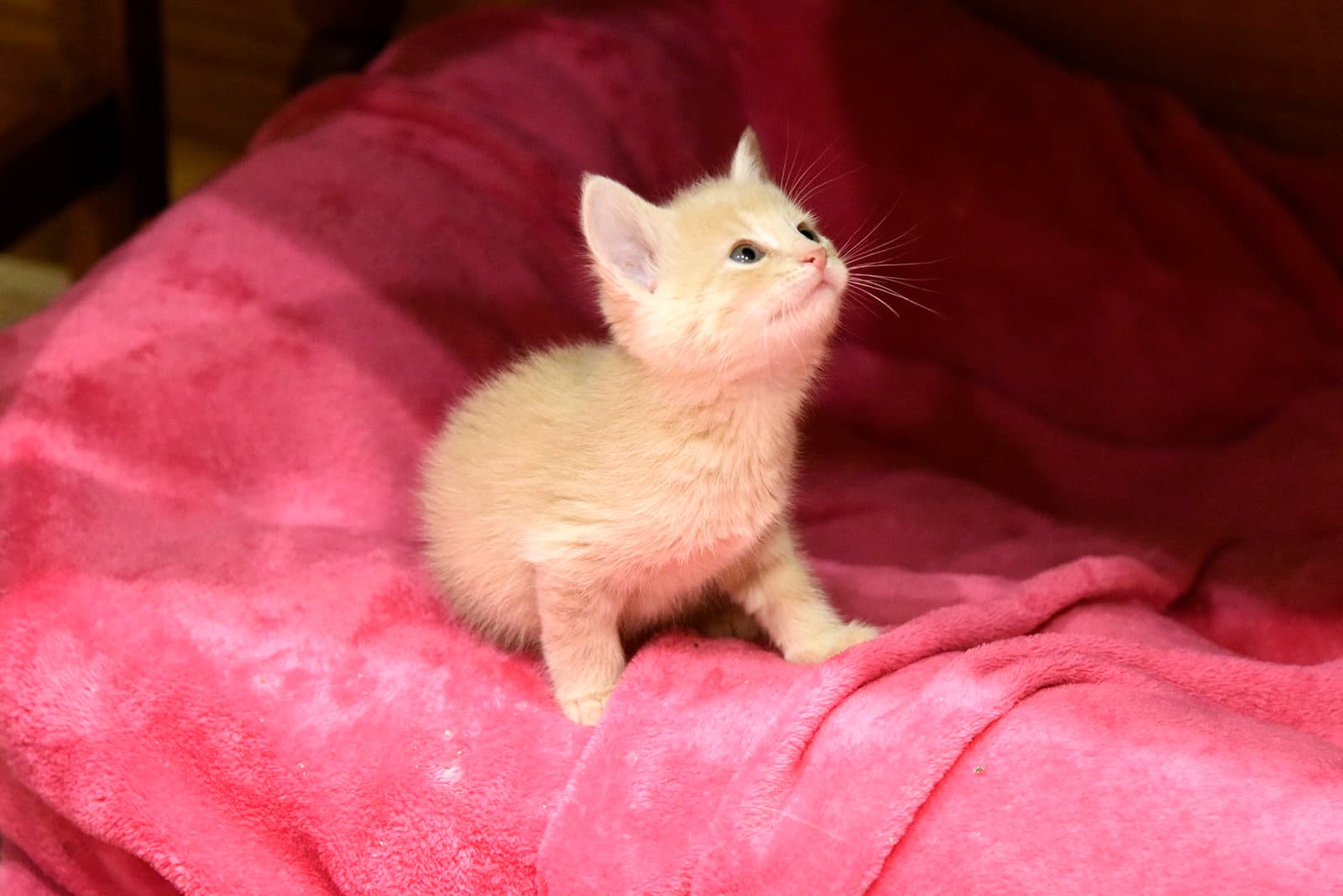 Beret - Domestic Short Hair