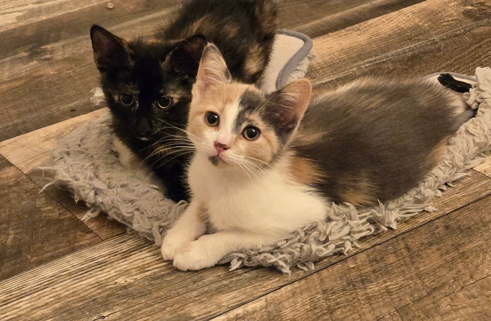 Grace - Domestic Short Hair