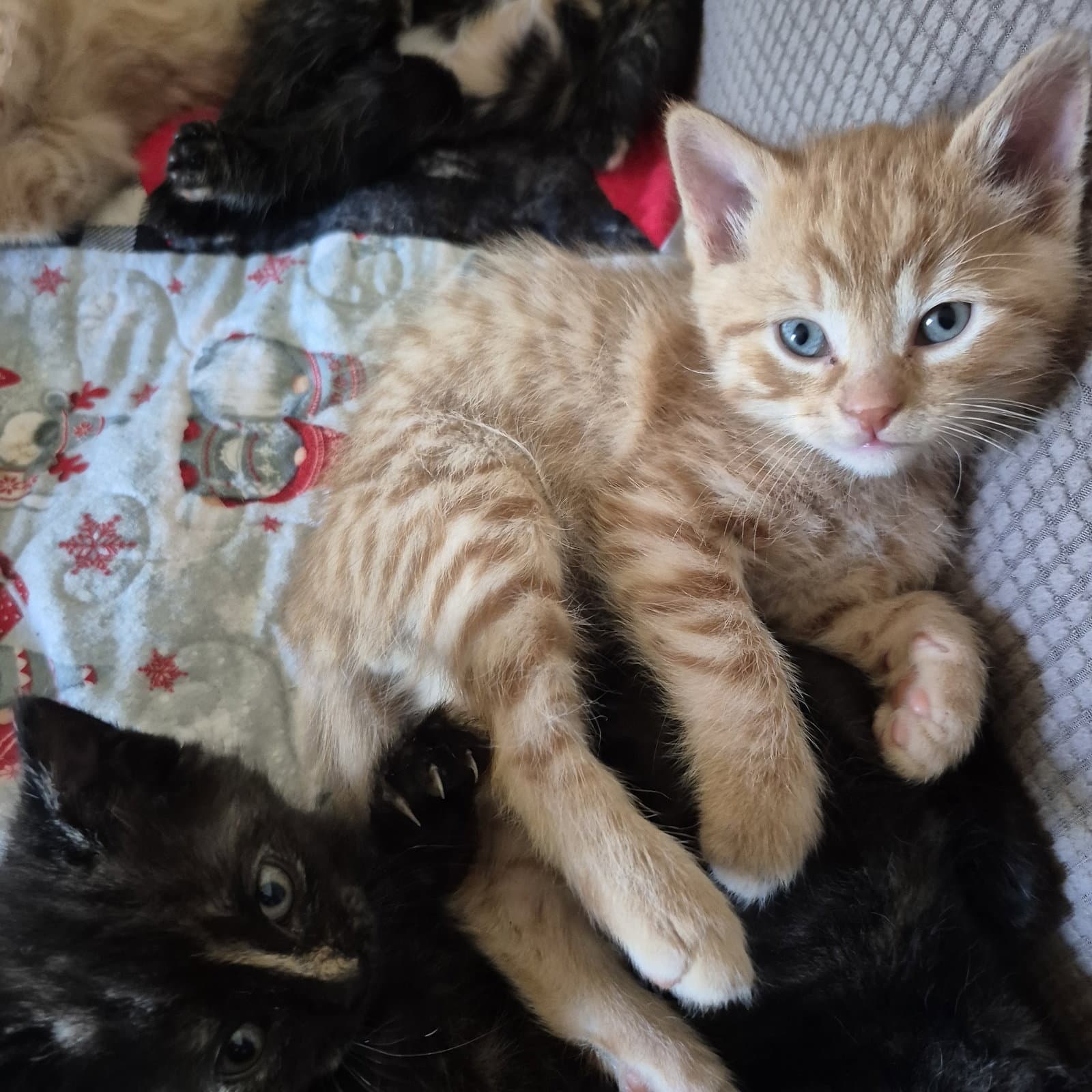 Rubius - Domestic Short Hair