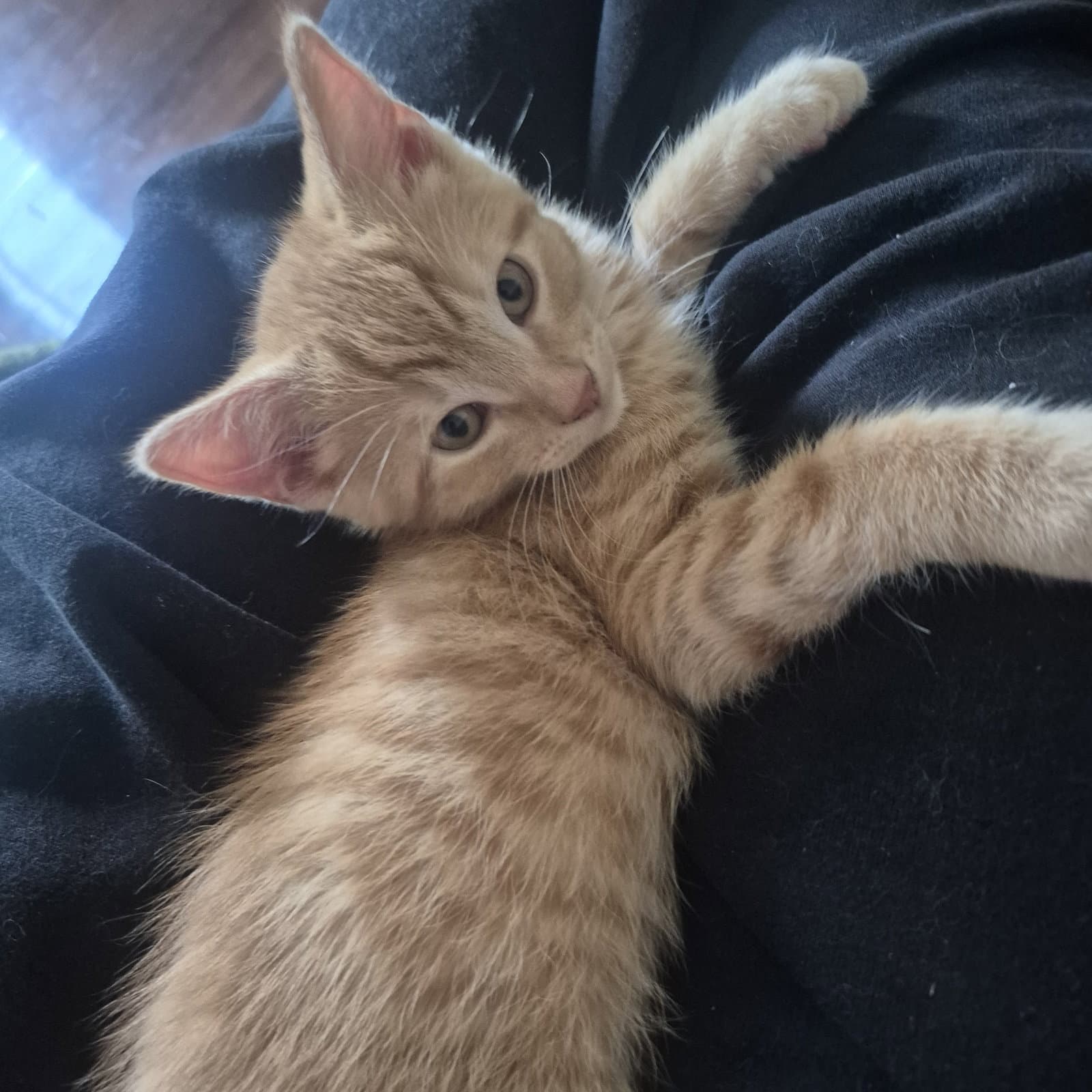 Adamite - Domestic Short Hair