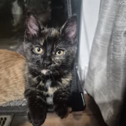 Pearla image 1