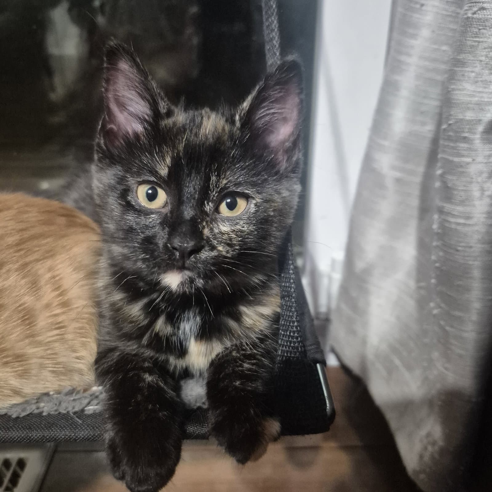 Pearla - Domestic Short Hair