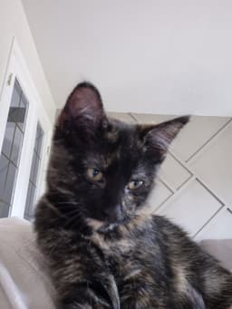 Pearla image 2