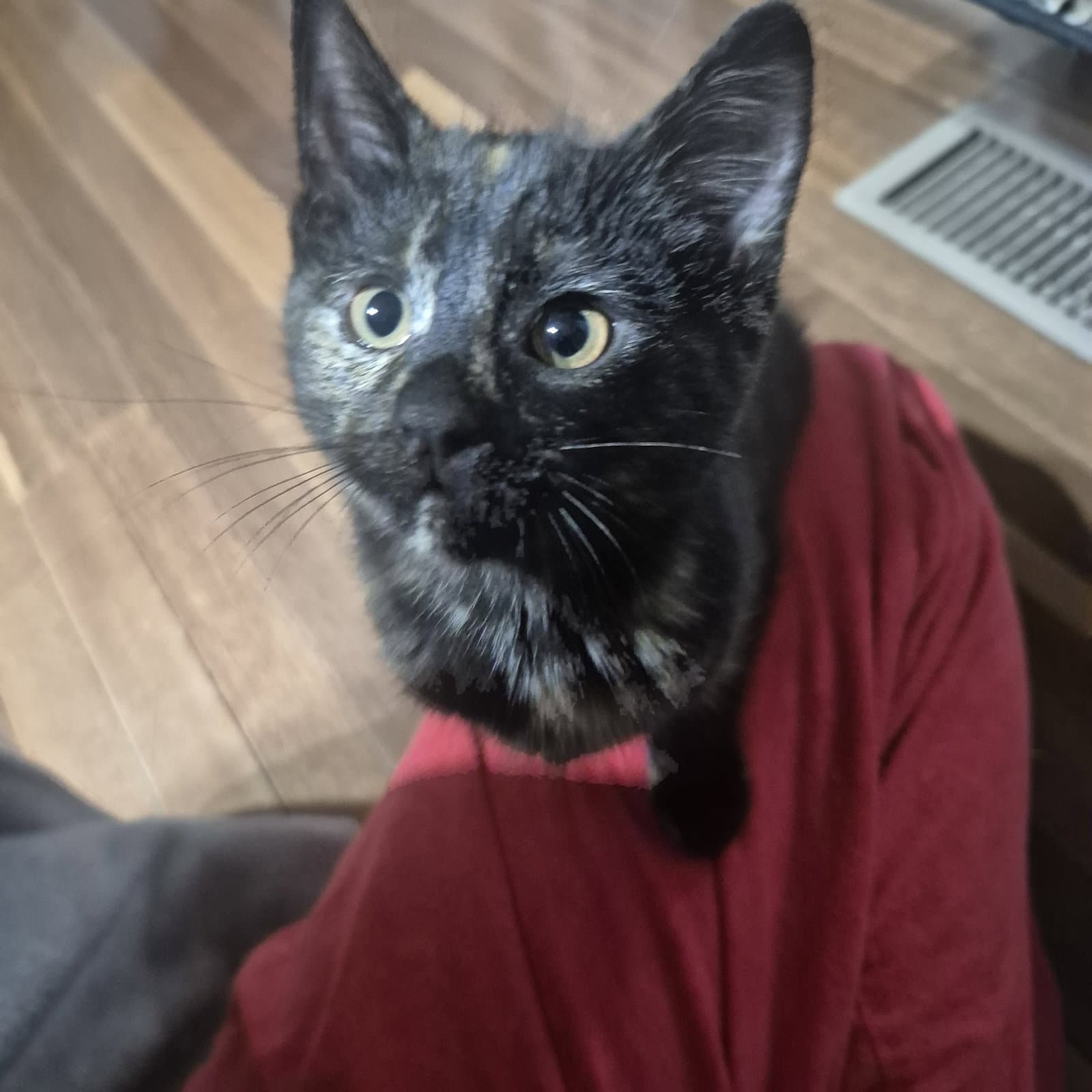 Beryl - Domestic Short Hair