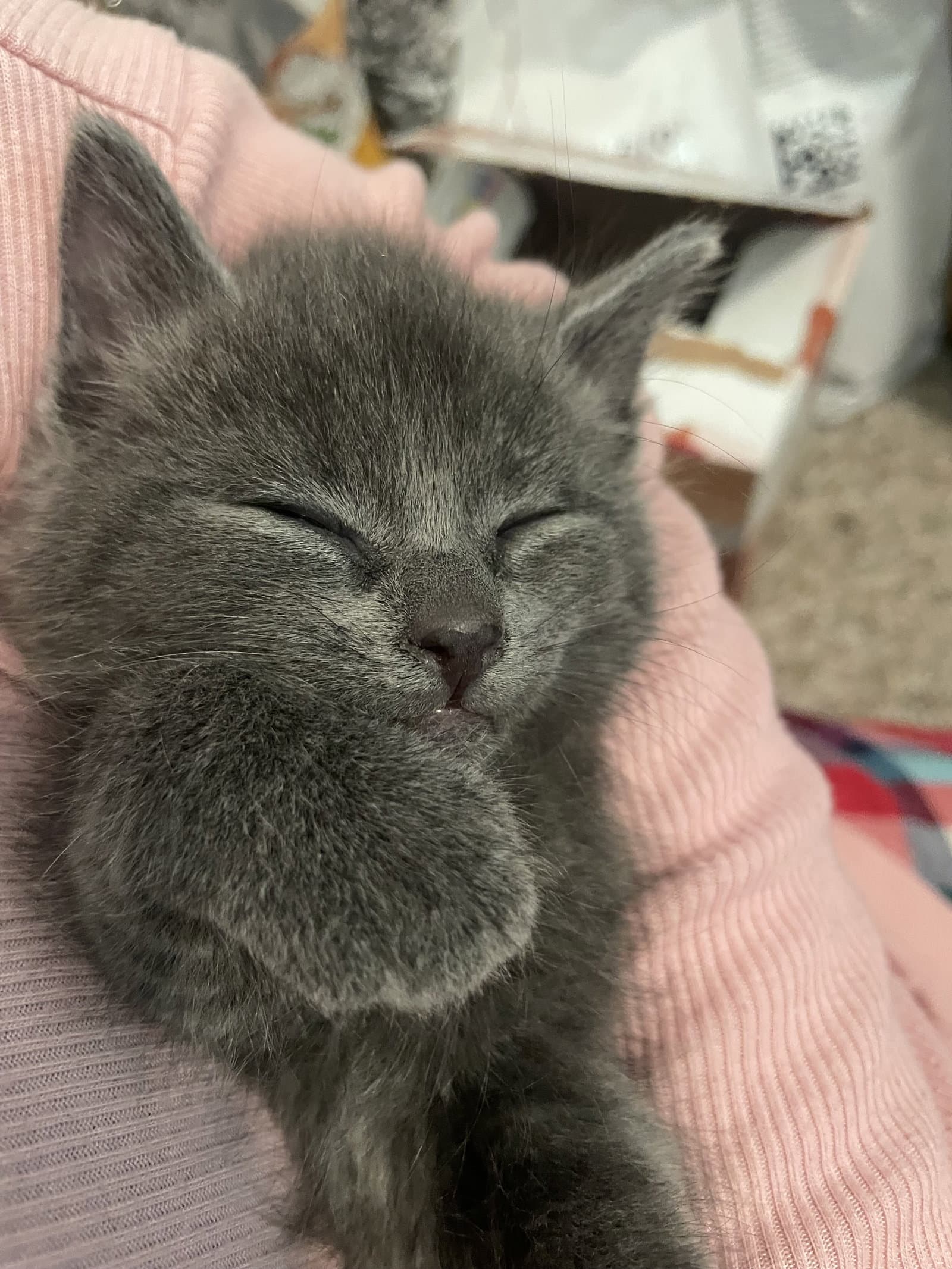 Dusty Rhodes - Domestic Short Hair