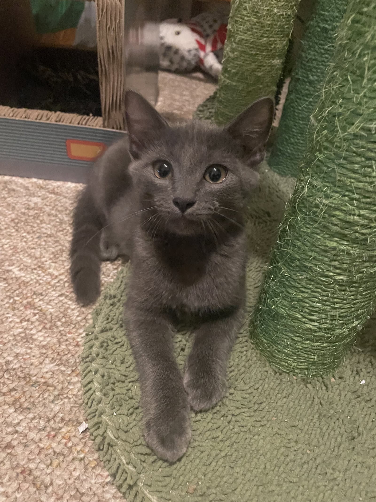 Pewter Skyes - Domestic Short Hair