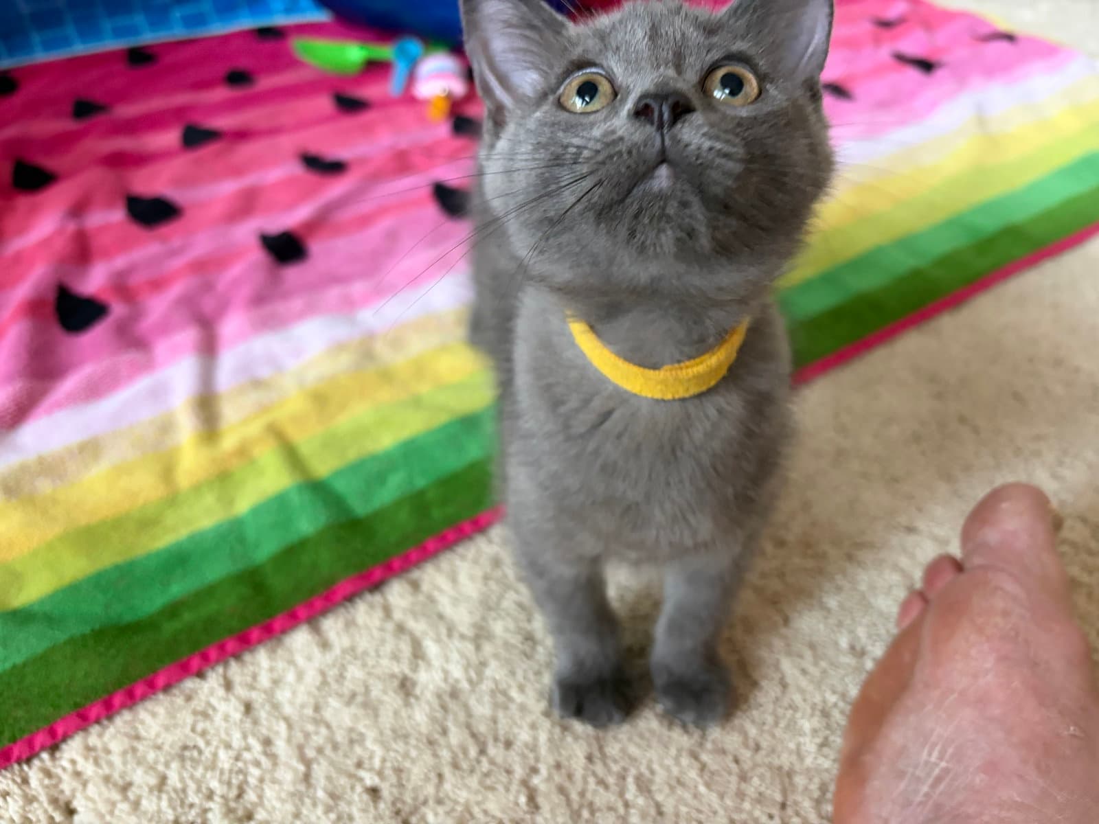 Cindrel - Domestic Short Hair