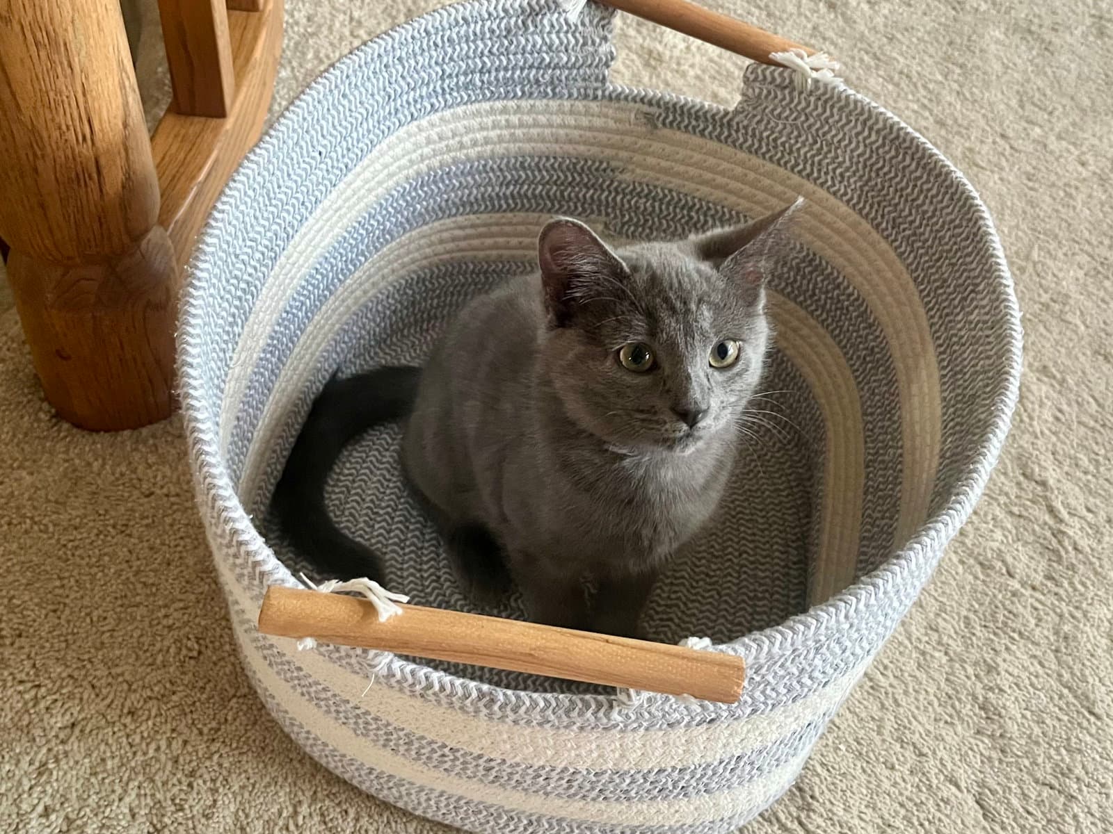 Sulfie - Domestic Short Hair