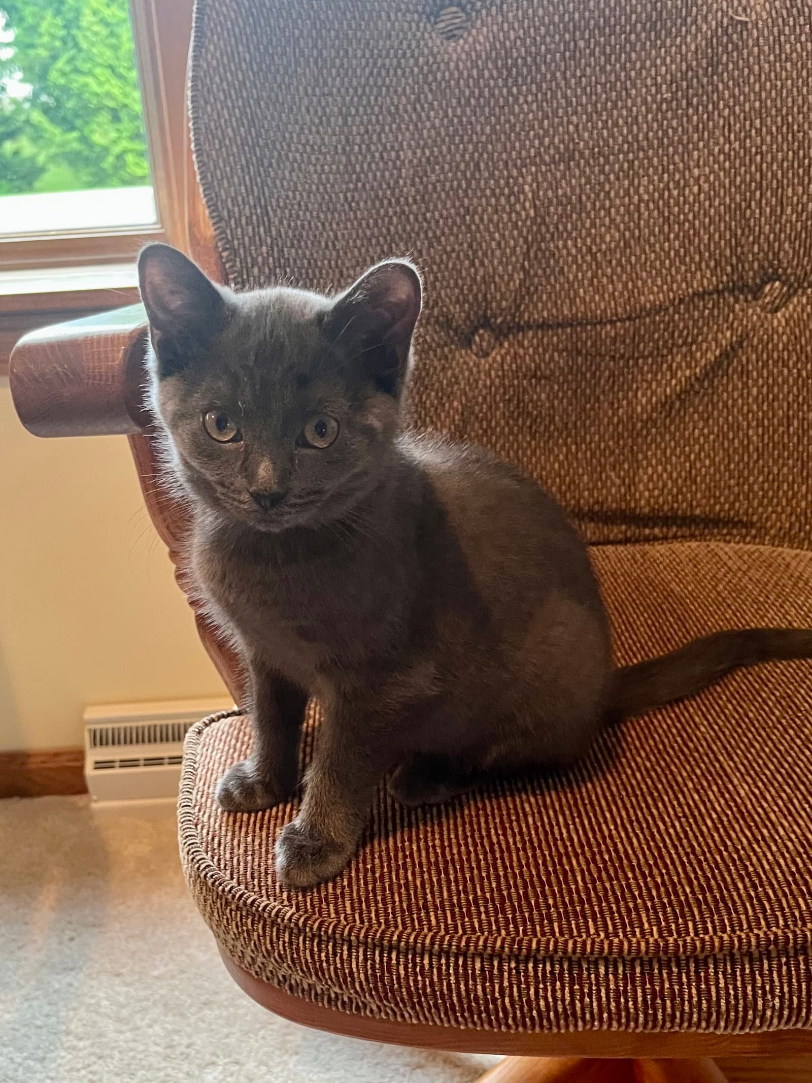 Ashmere - Domestic Short Hair