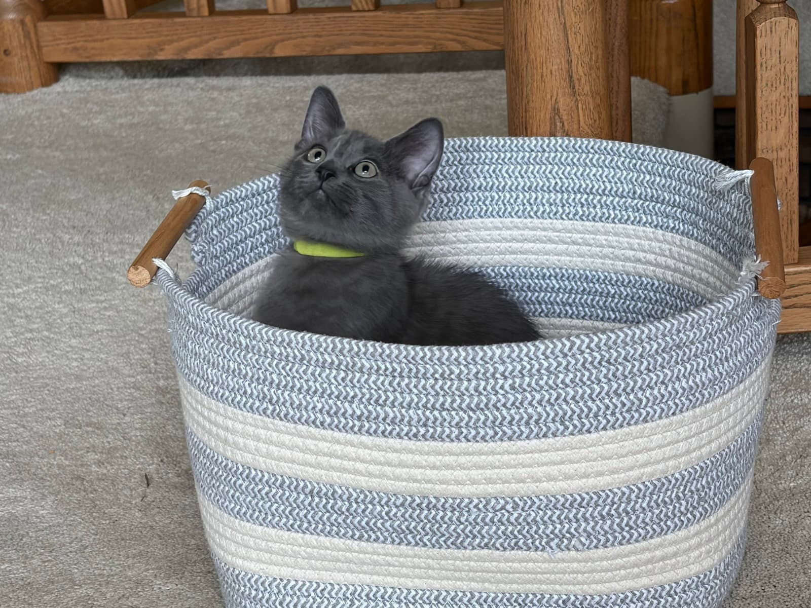 Brimstone - Domestic Short Hair