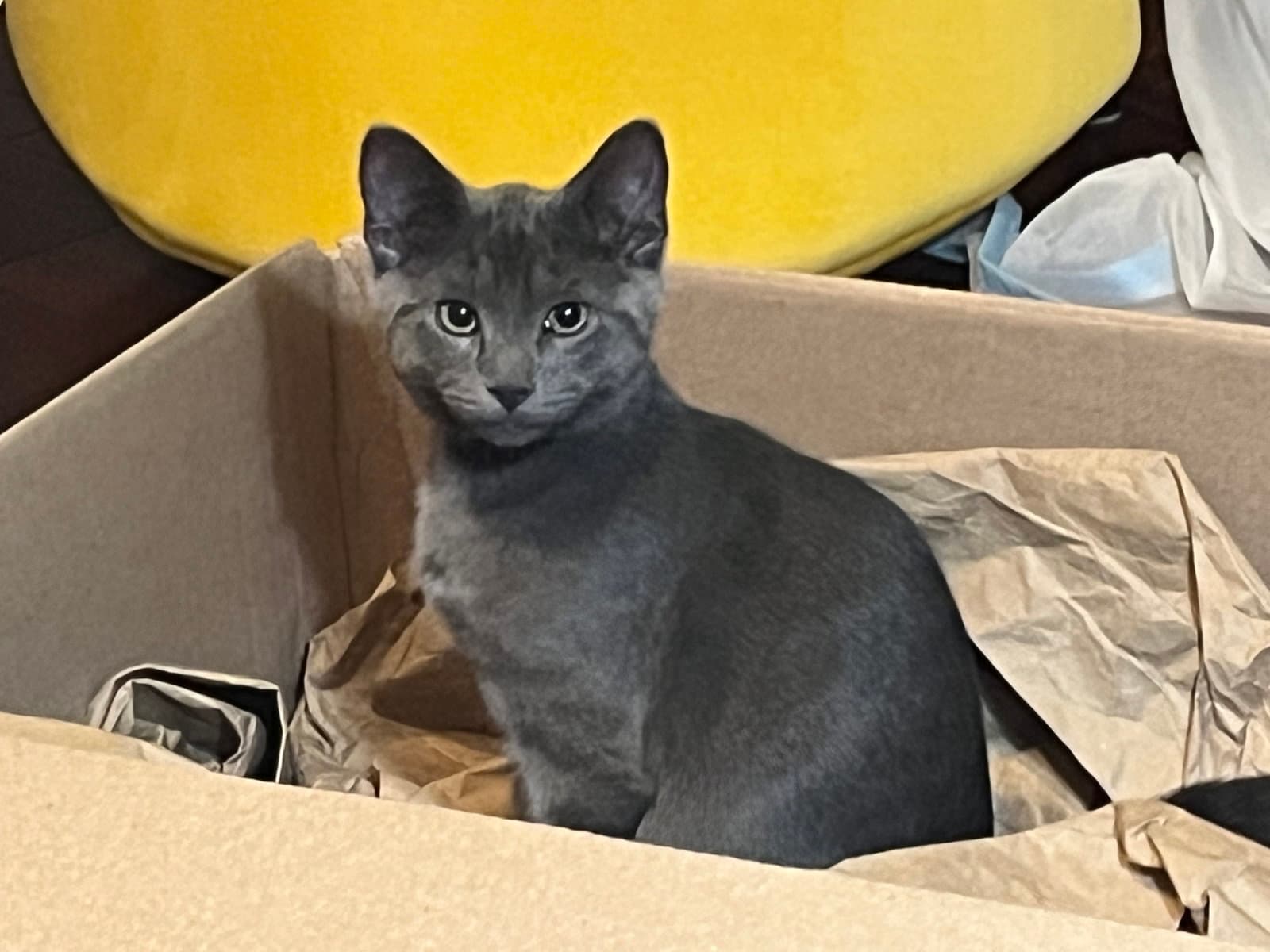 Brimsley - Domestic Short Hair