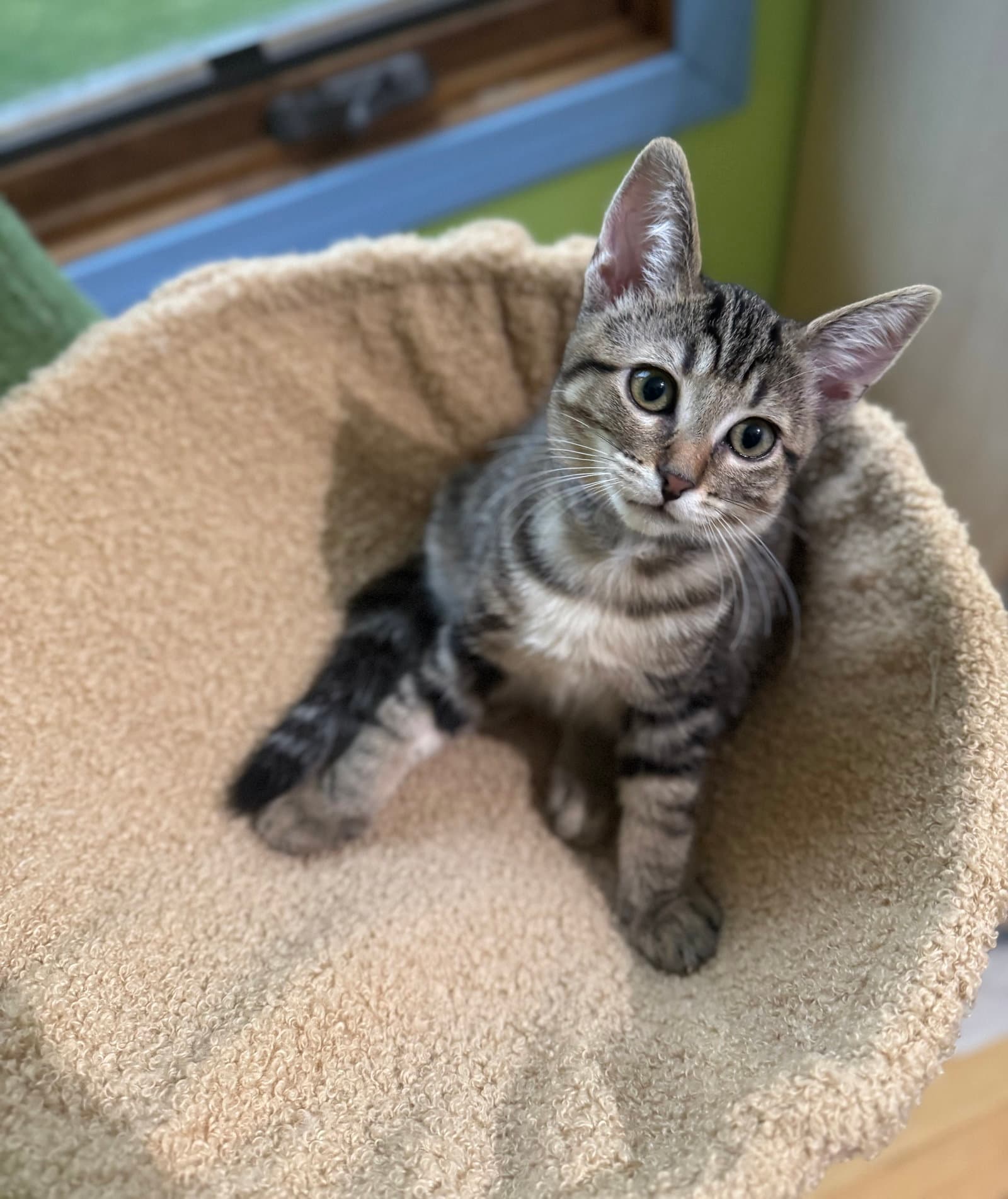 Taser - Domestic Short Hair
