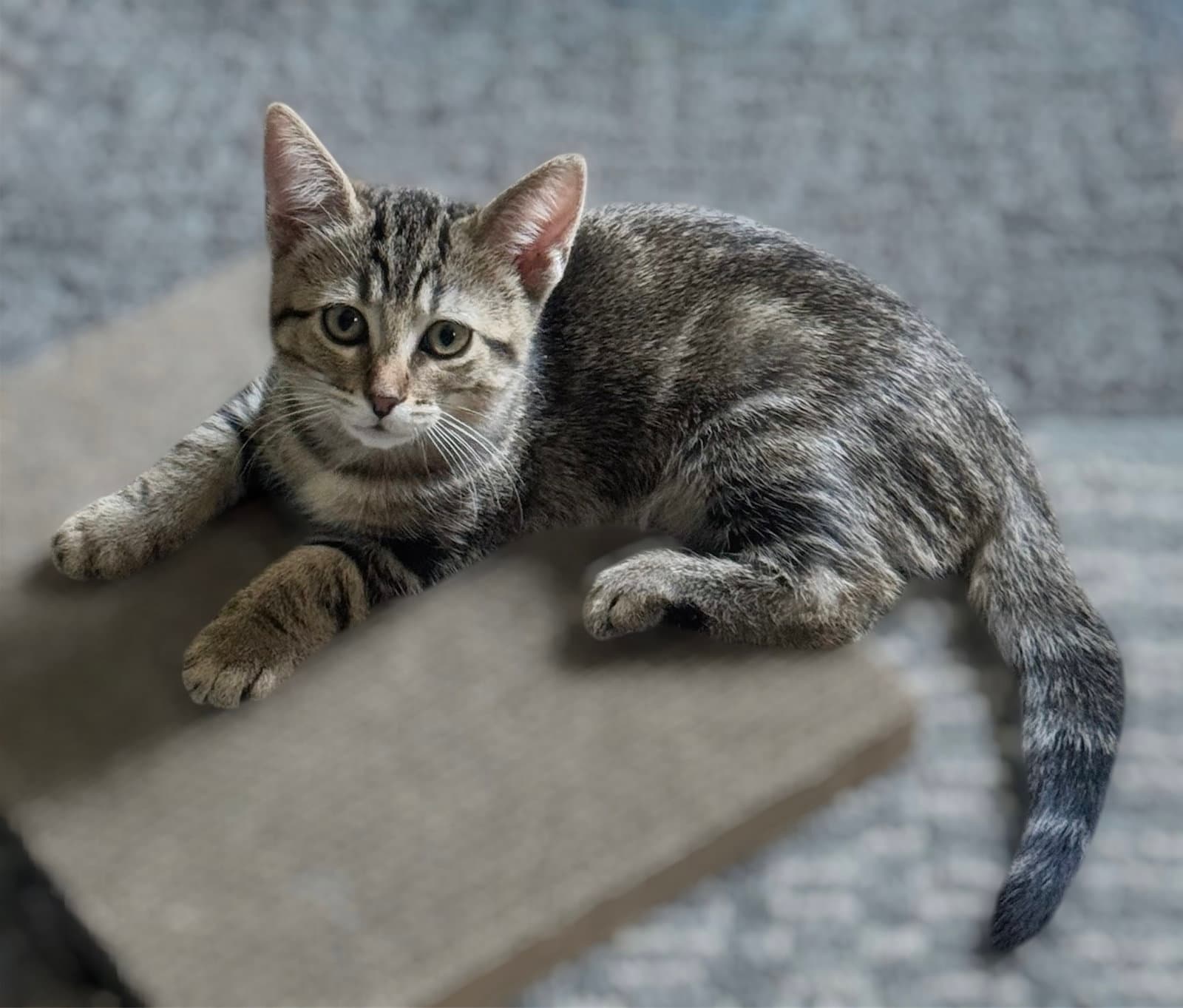 Rexy - Domestic Short Hair