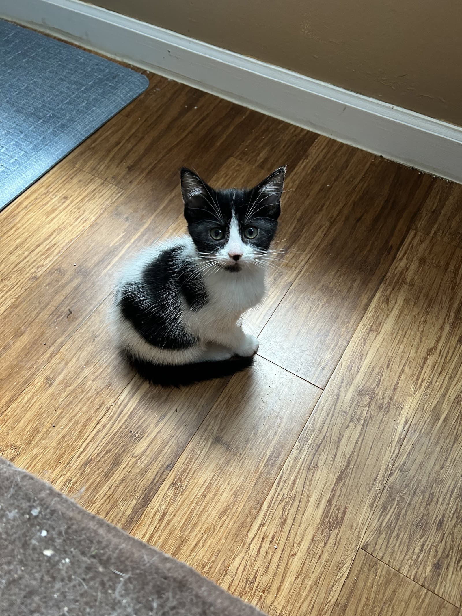 Mackinaw Fudge - Domestic Short Hair