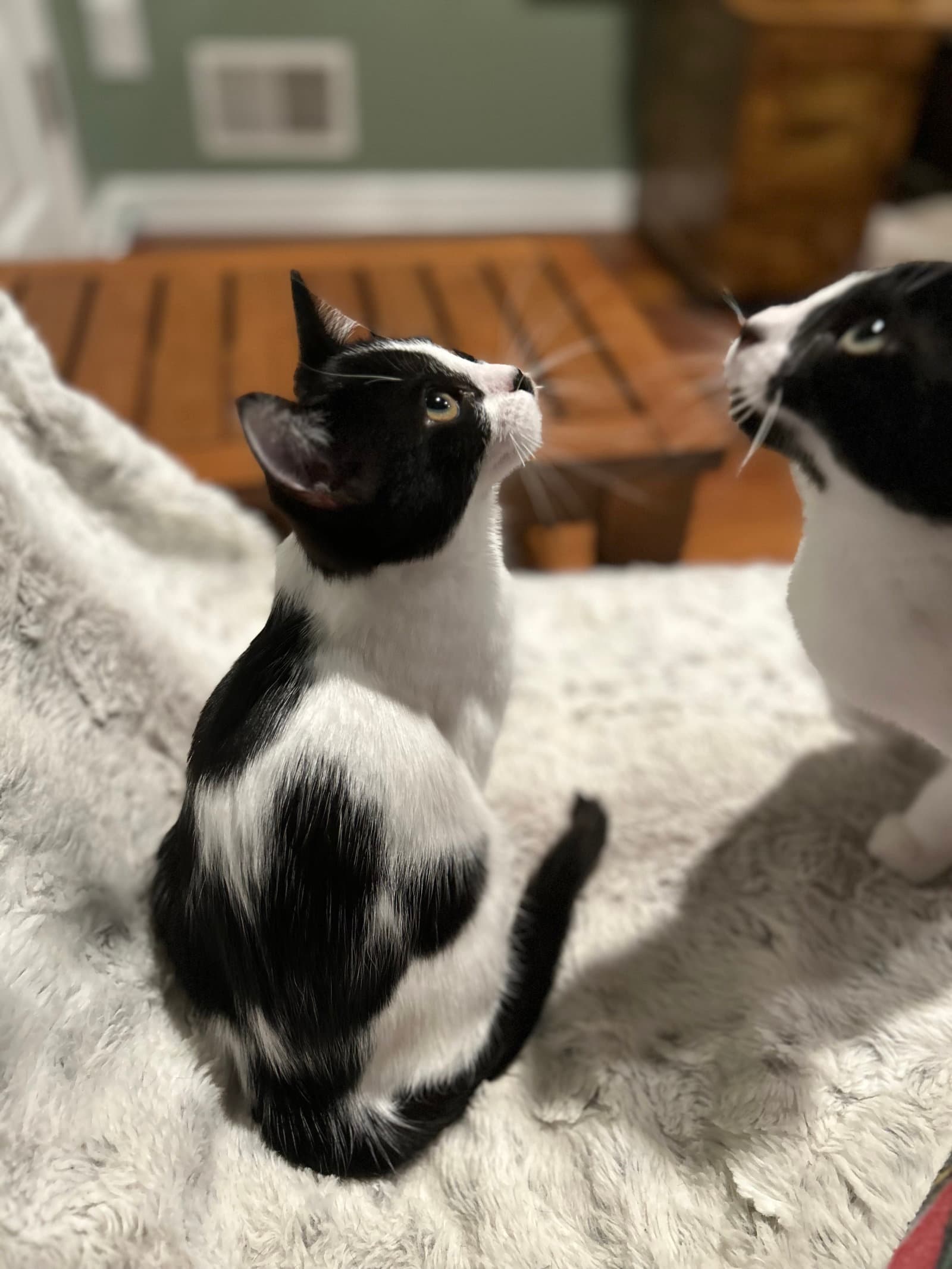 Neapolitan - Domestic Short Hair