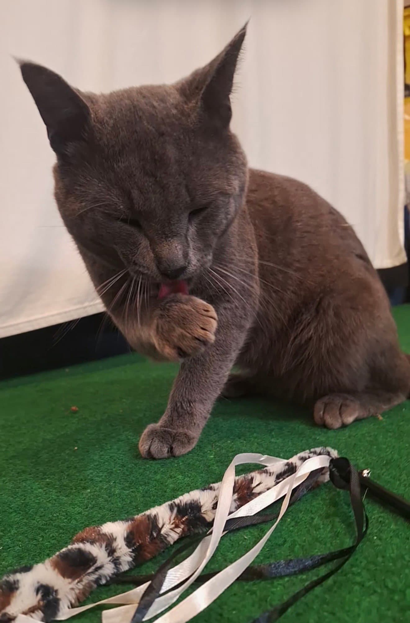 Goose Boulder - Domestic Short Hair