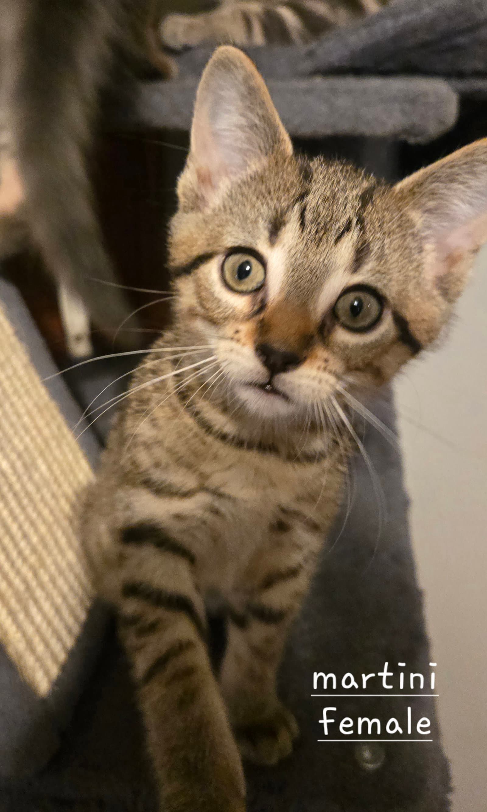 Martini - Domestic Short Hair