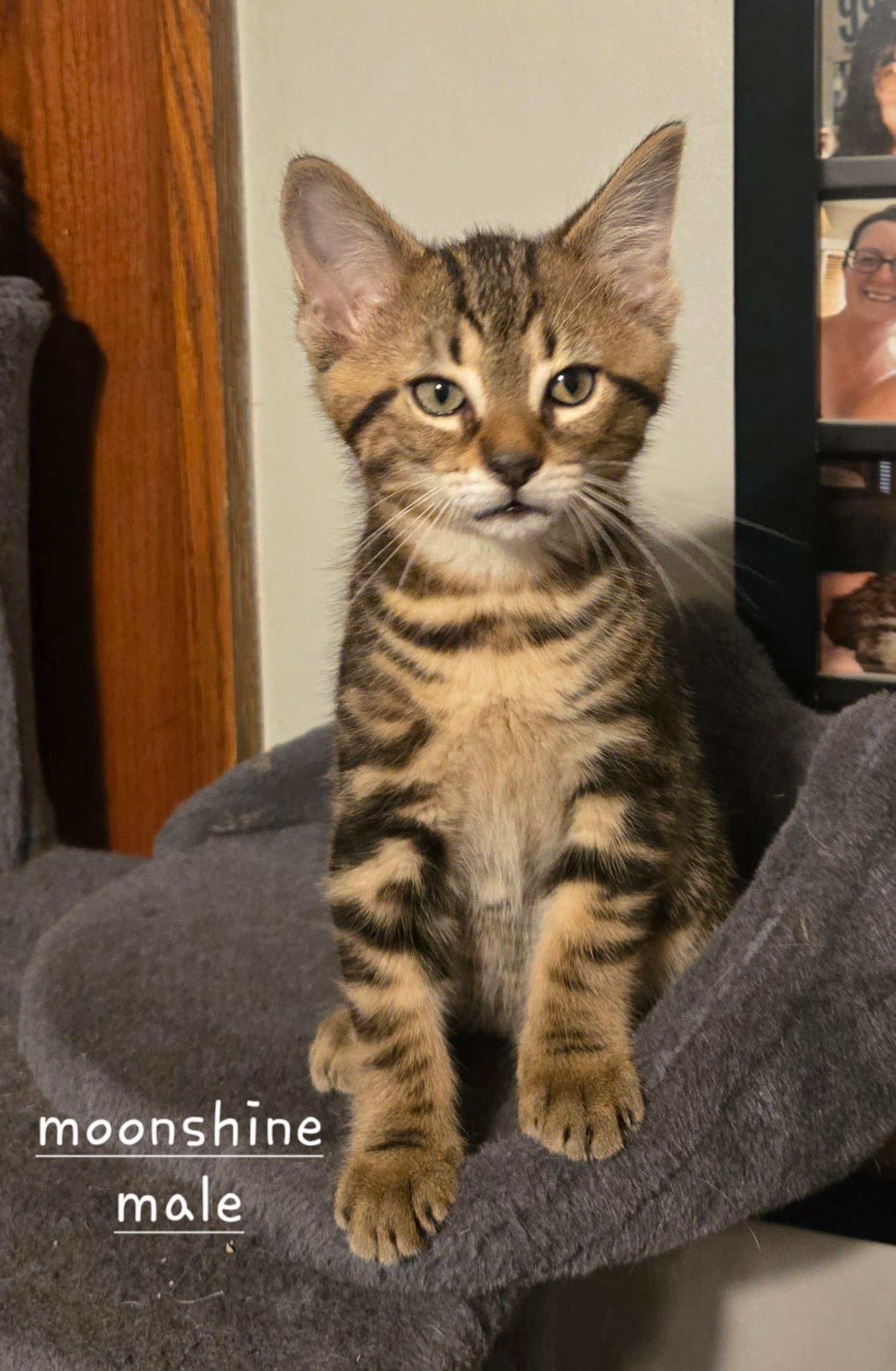 Moonshine - Domestic Short Hair