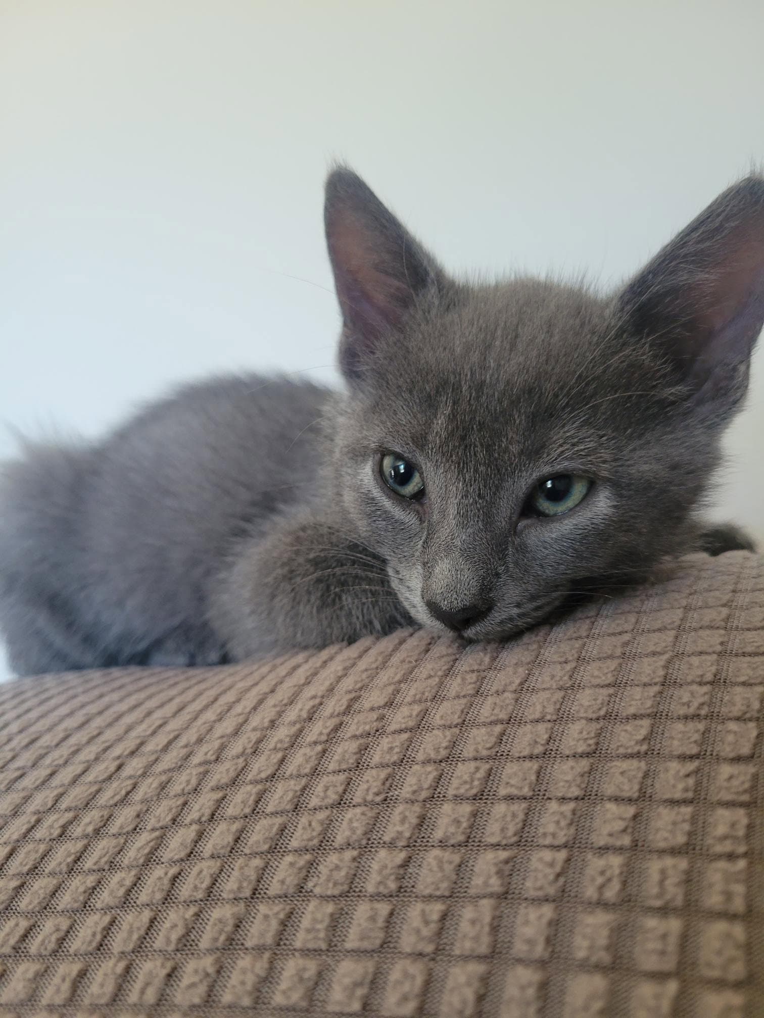 Ikatere - Domestic Short Hair