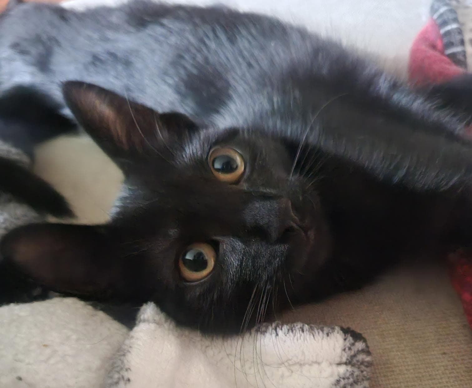 Kiwa - Domestic Short Hair