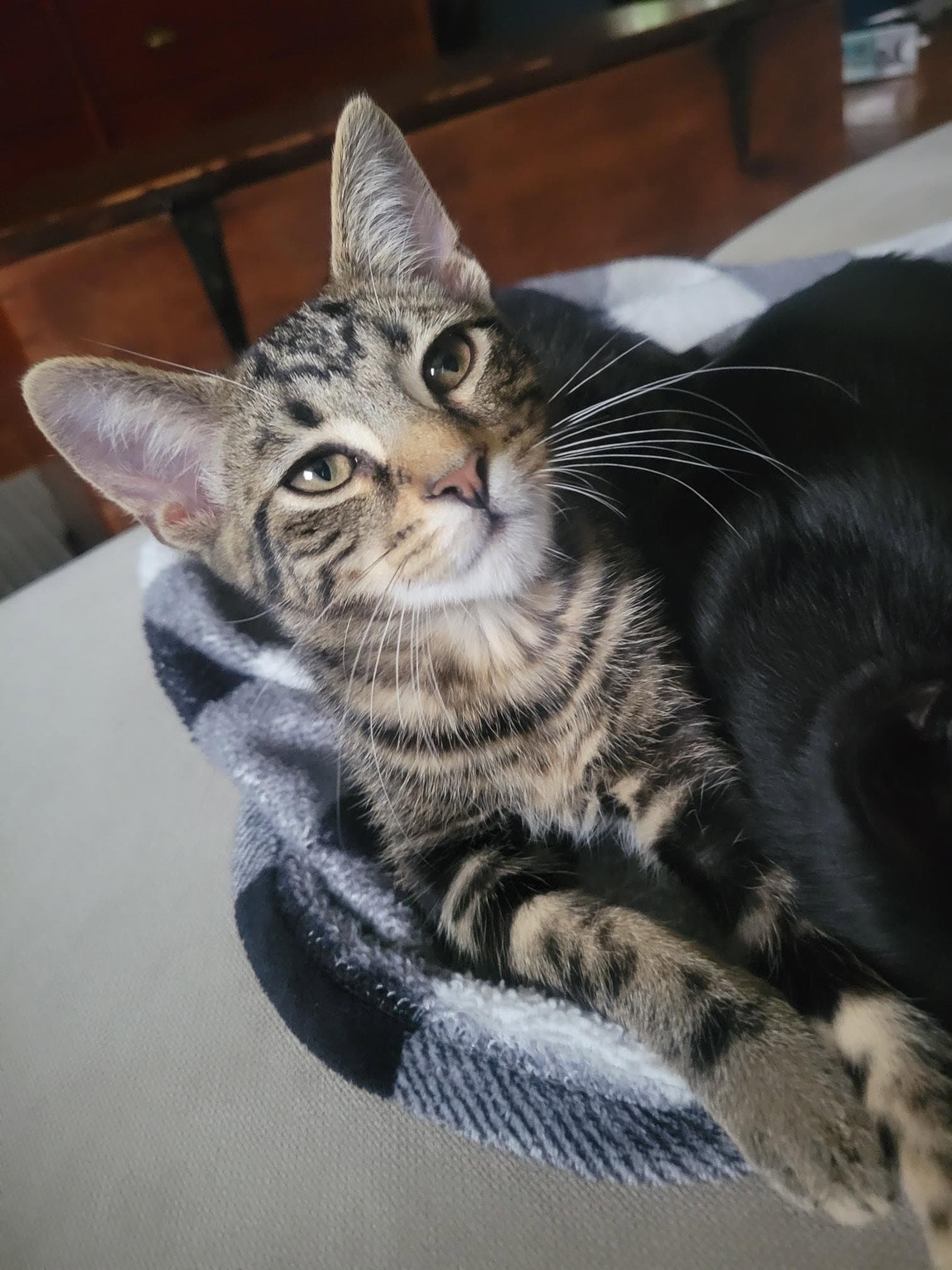 Maru - Domestic Short Hair
