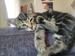 Maru image 2