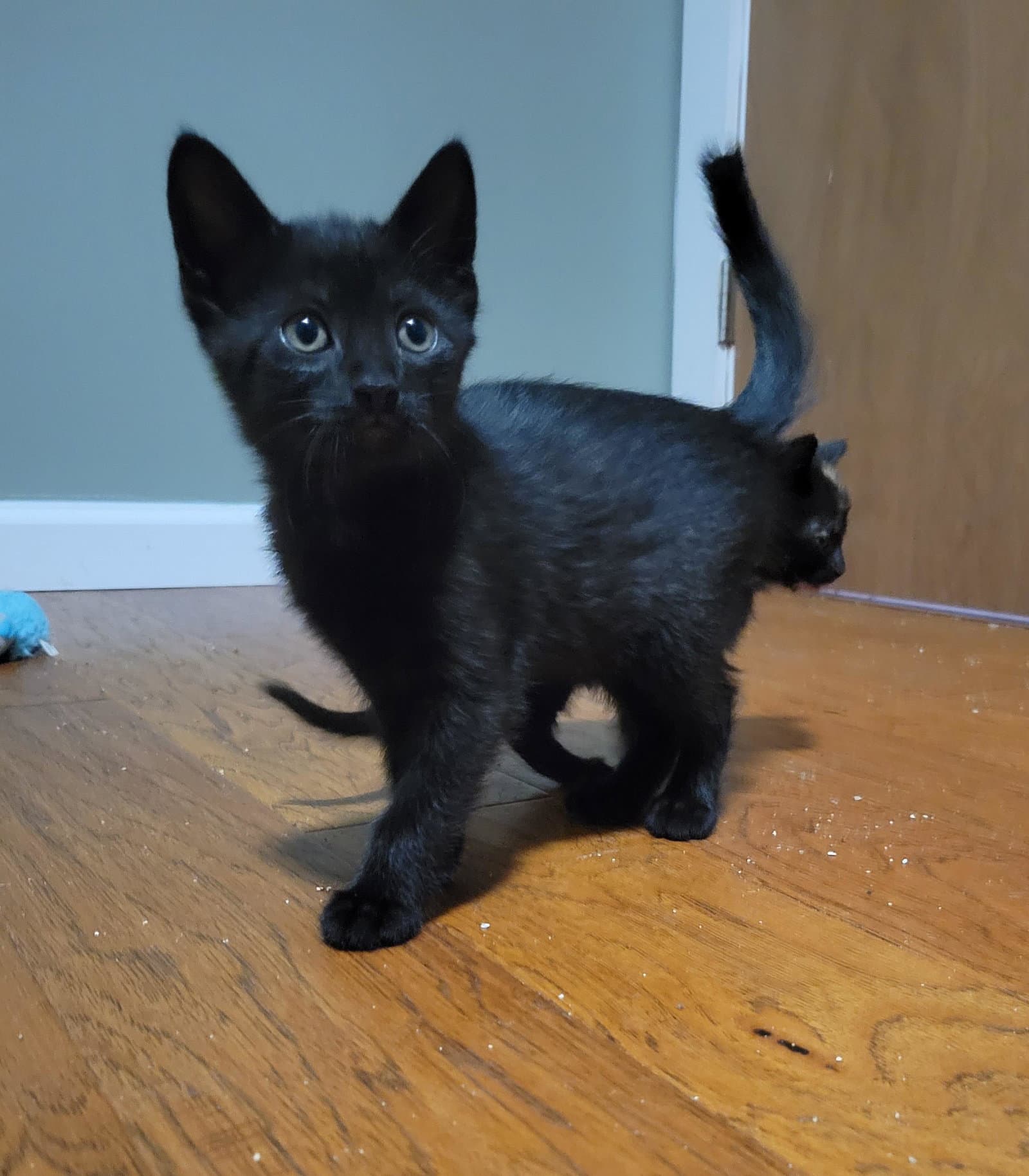 Rohe - Domestic Short Hair