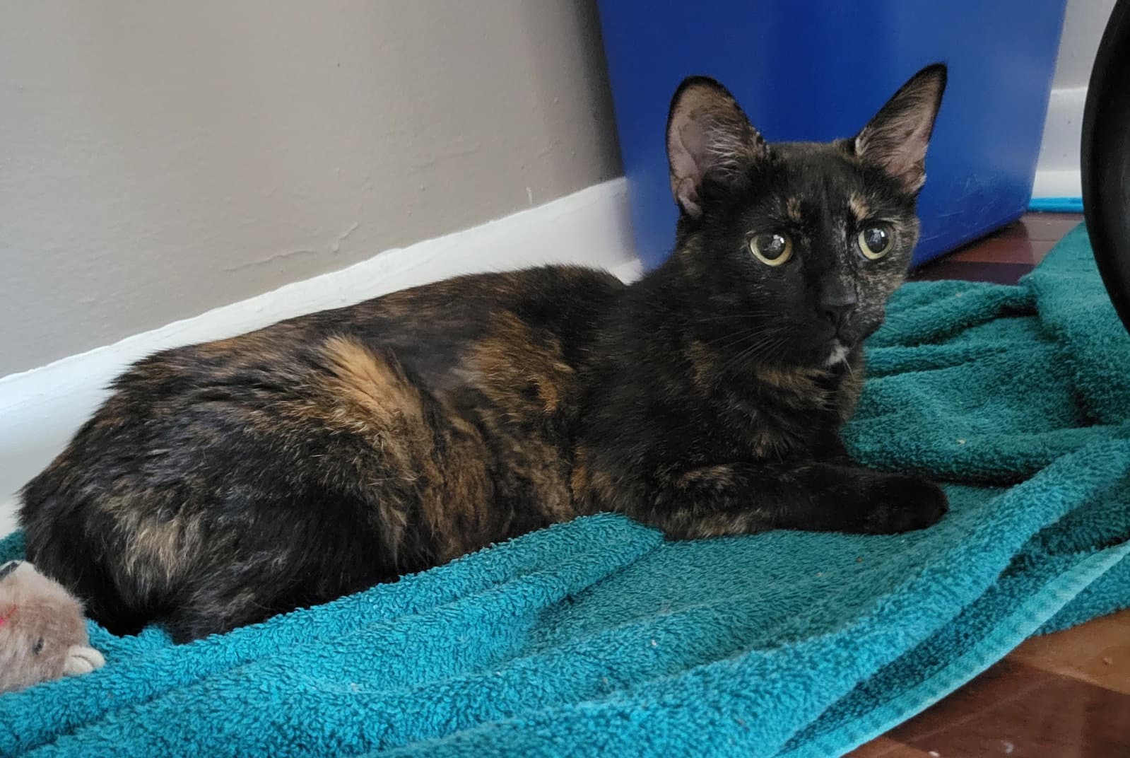 Kahu - Domestic Short Hair