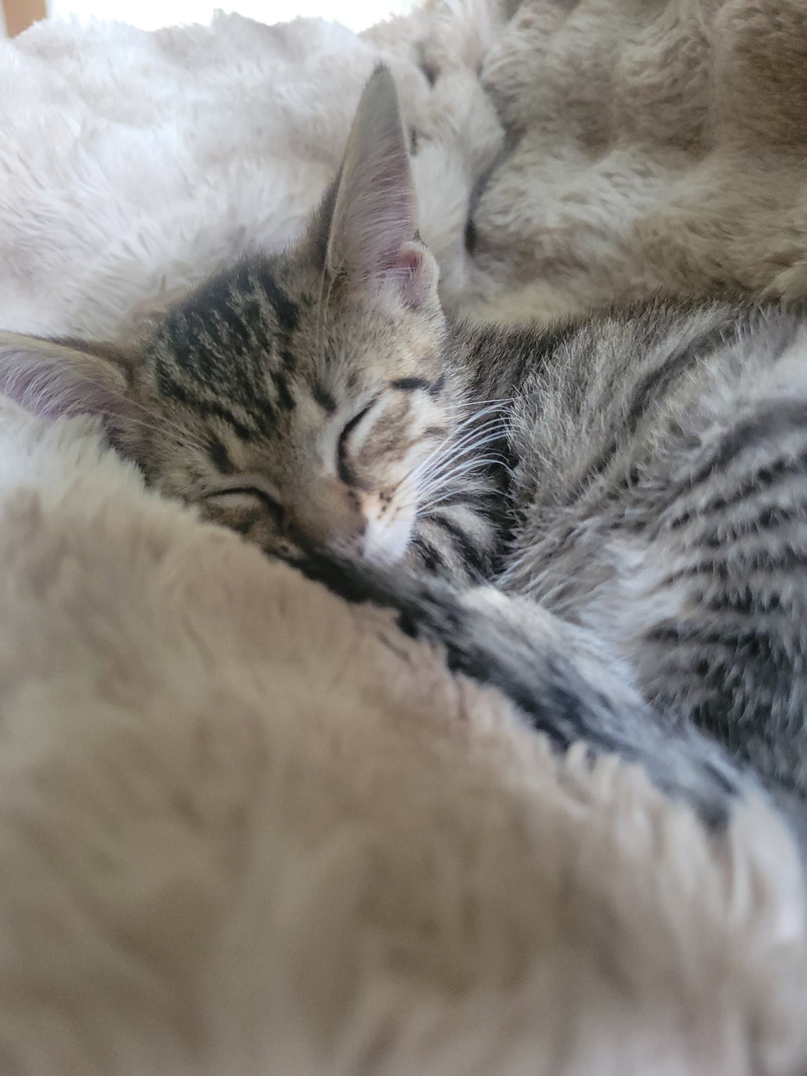 Kotare - Domestic Short Hair