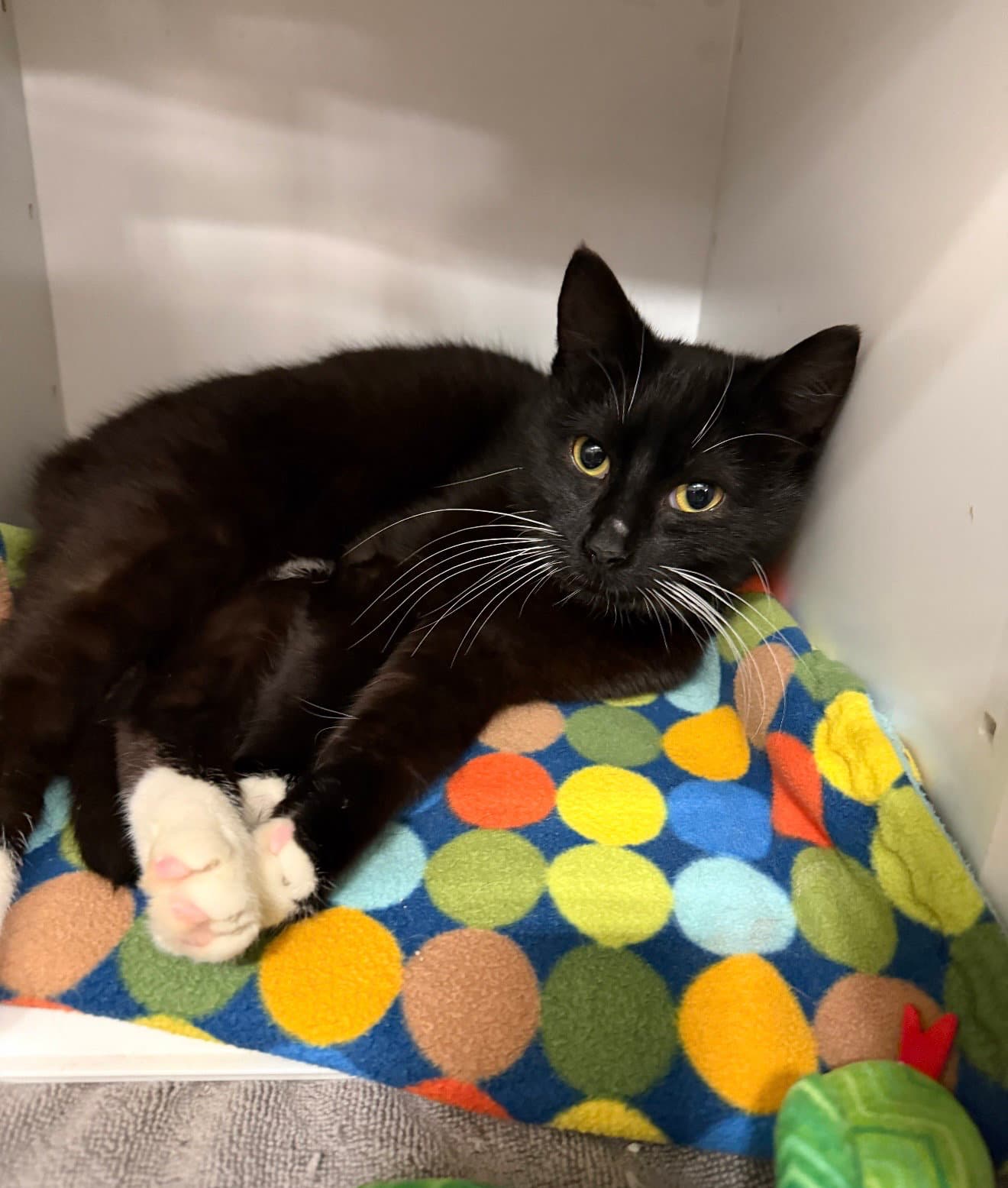 Nacho - Domestic Short Hair