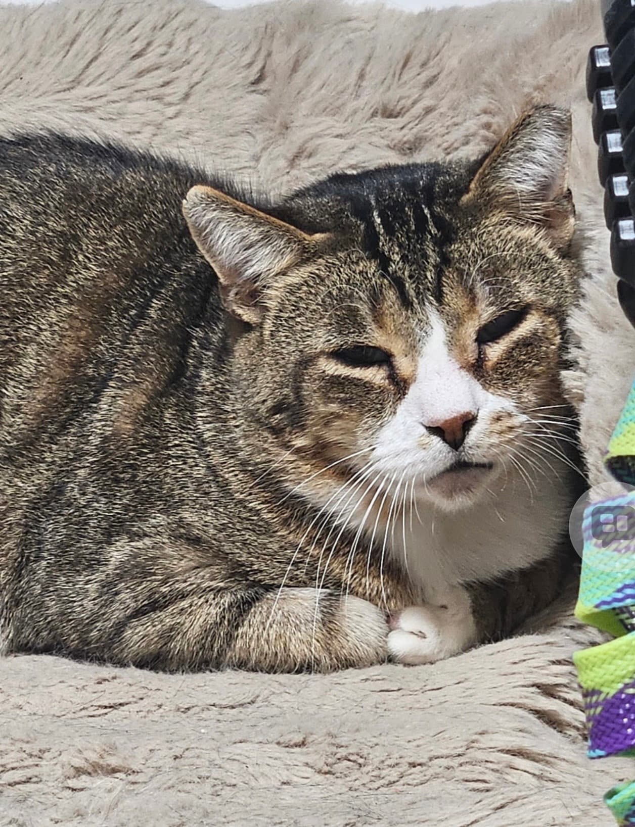 Diablo Must Be Adopted With Frass - Domestic Short Hair