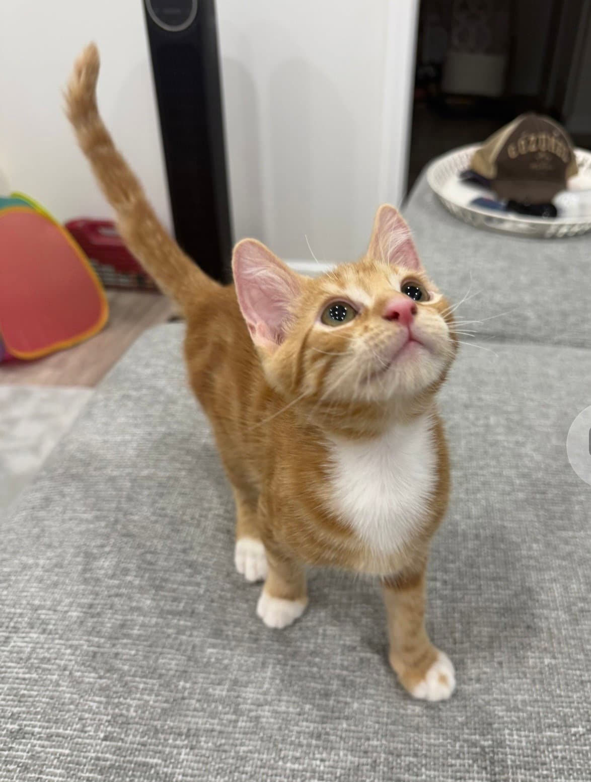 Old Haze - Domestic Short Hair