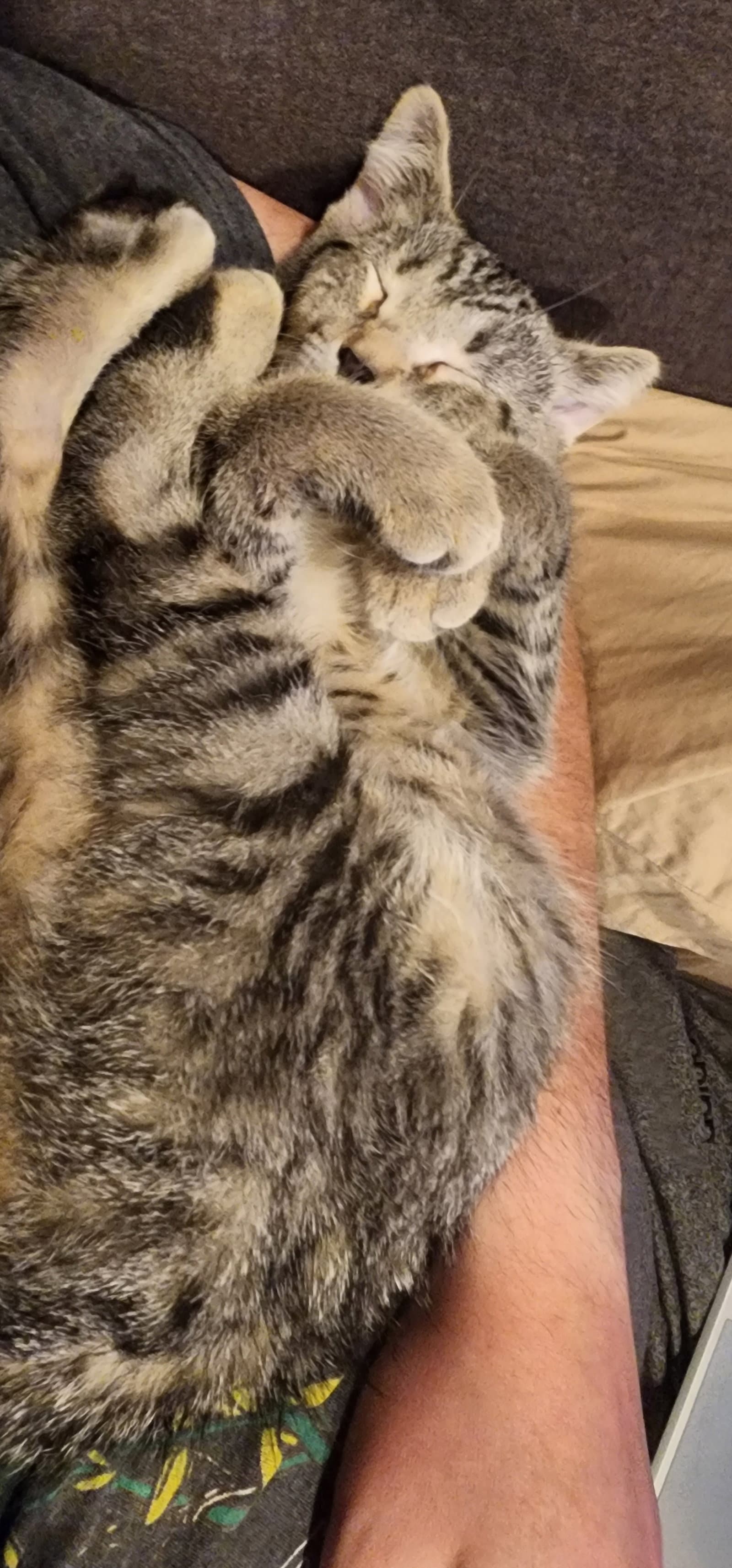 Atu - Domestic Short Hair