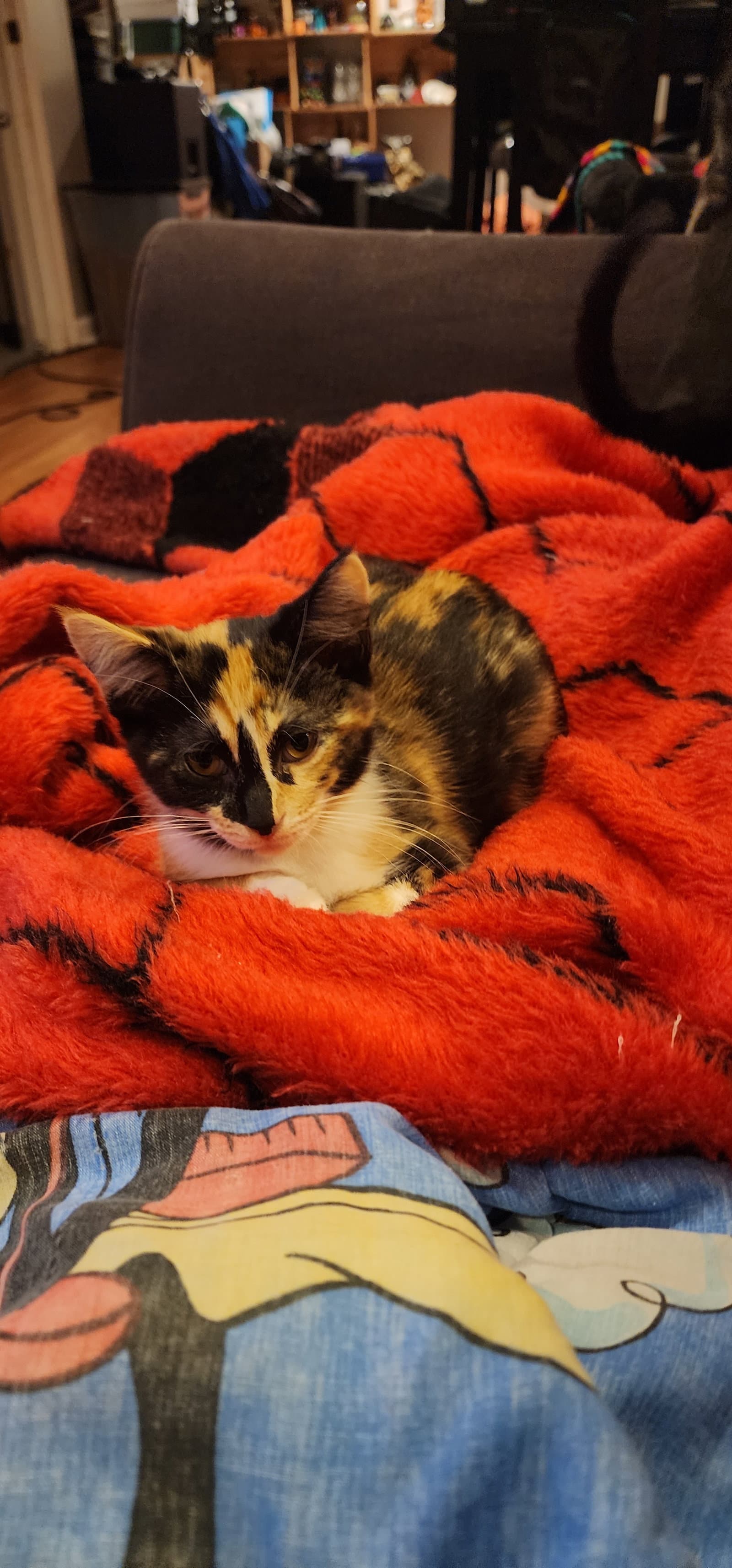 Kaliko - Domestic Short Hair
