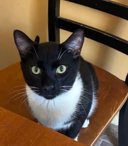 Moe Must Be Adopted With Fitz image 1