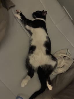 Moe Must Be Adopted With Fitz image 2