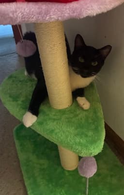 Moe Must Be Adopted With Fitz image 3