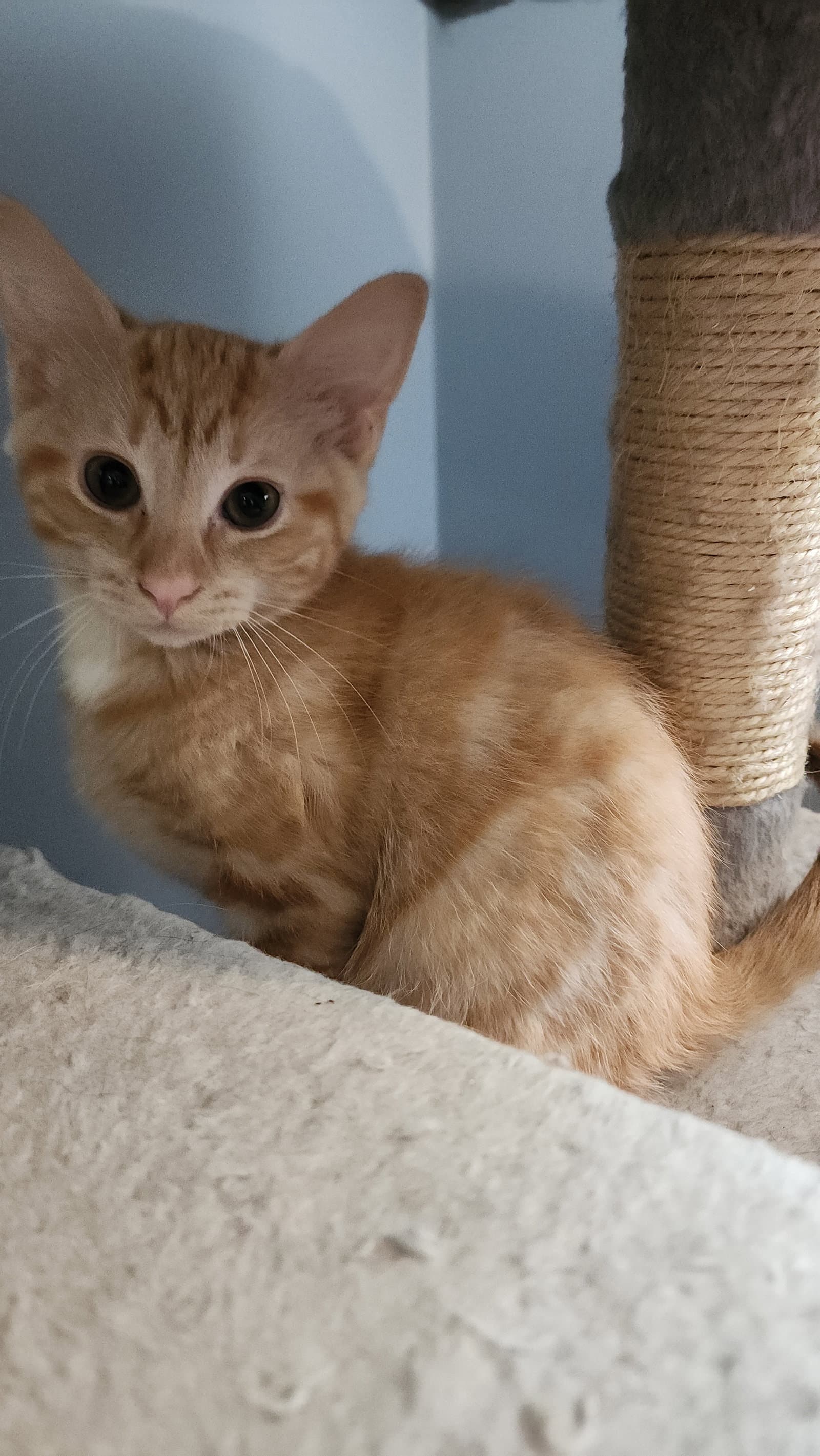 Colette - Domestic Short Hair