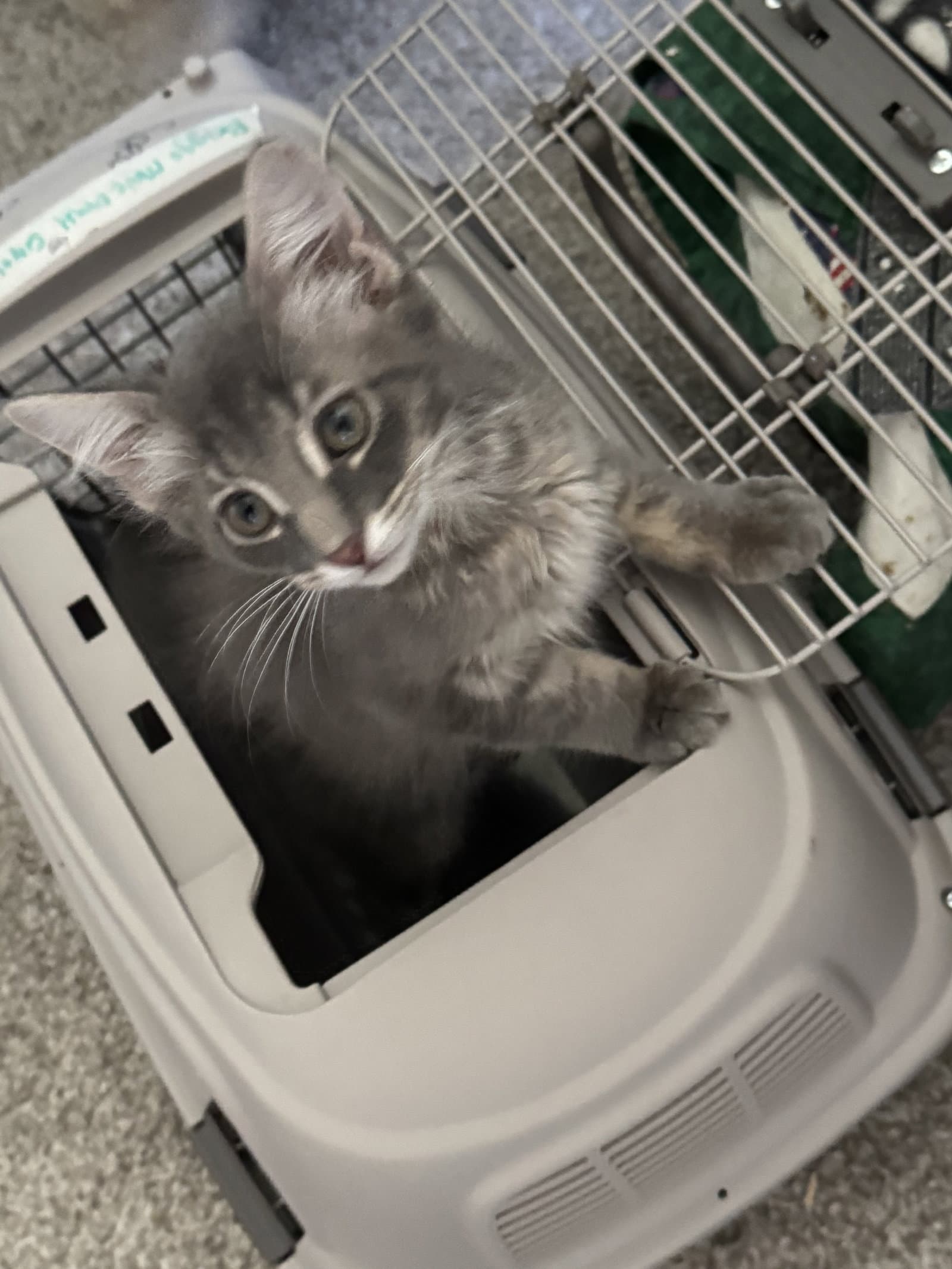 Briggs - Domestic Medium Hair