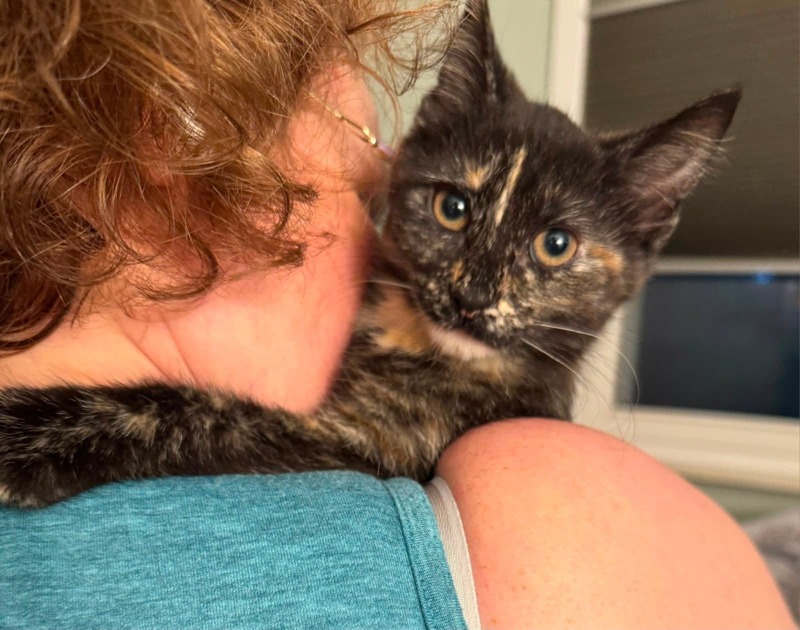 Layla - Domestic Short Hair