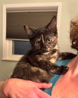 Layla image 2