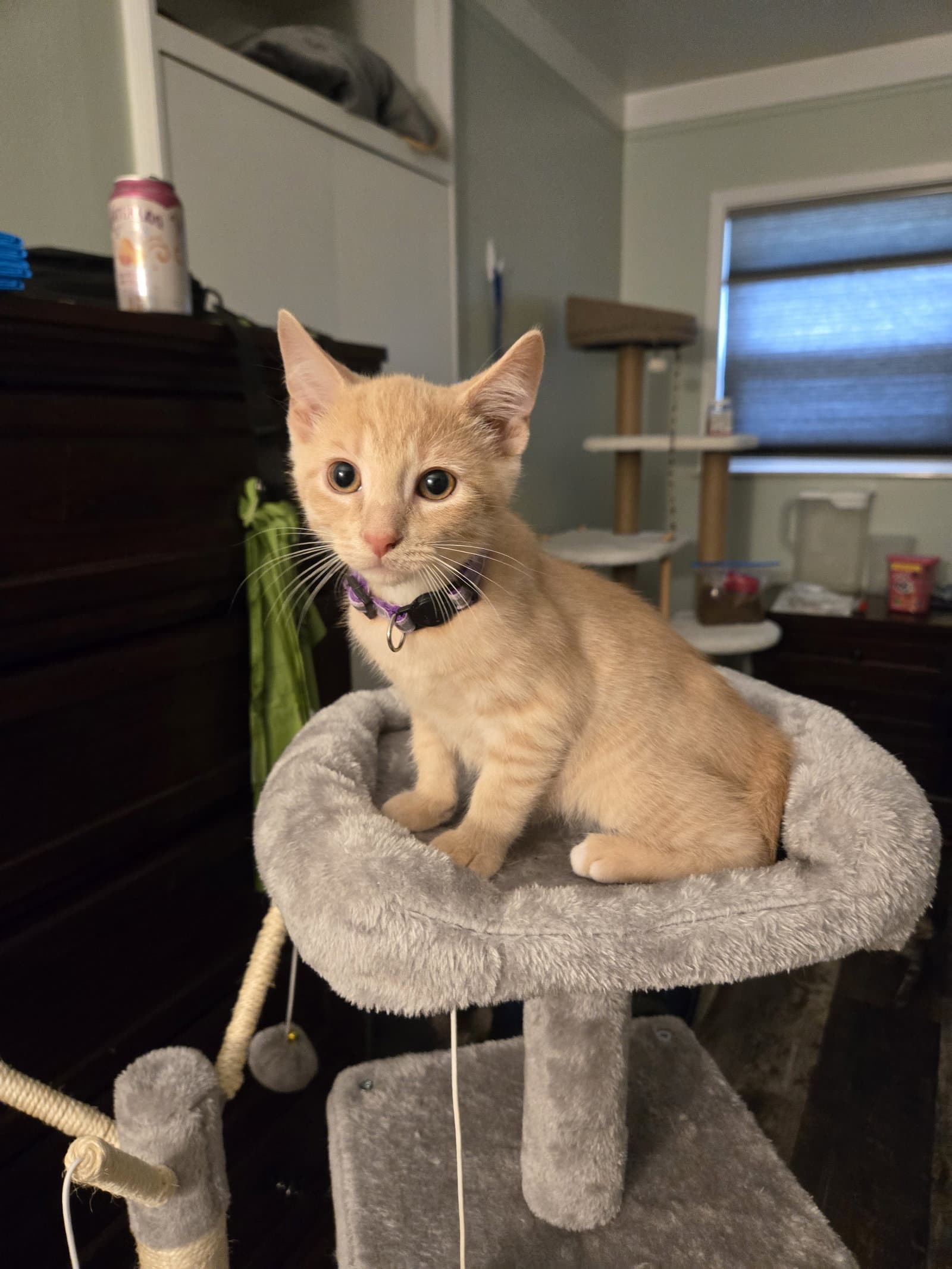 Lanse - Domestic Short Hair