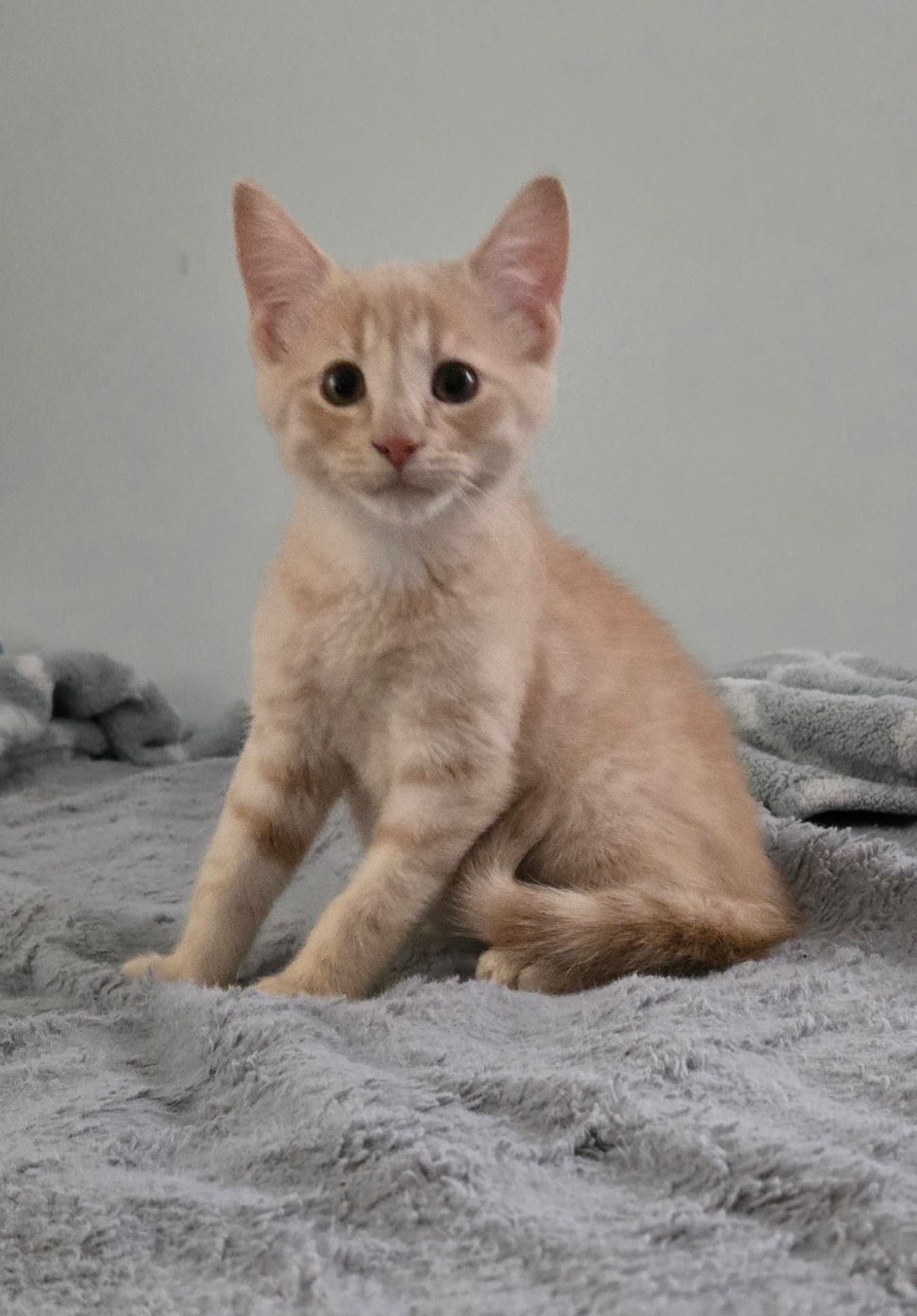Legacy - Domestic Short Hair