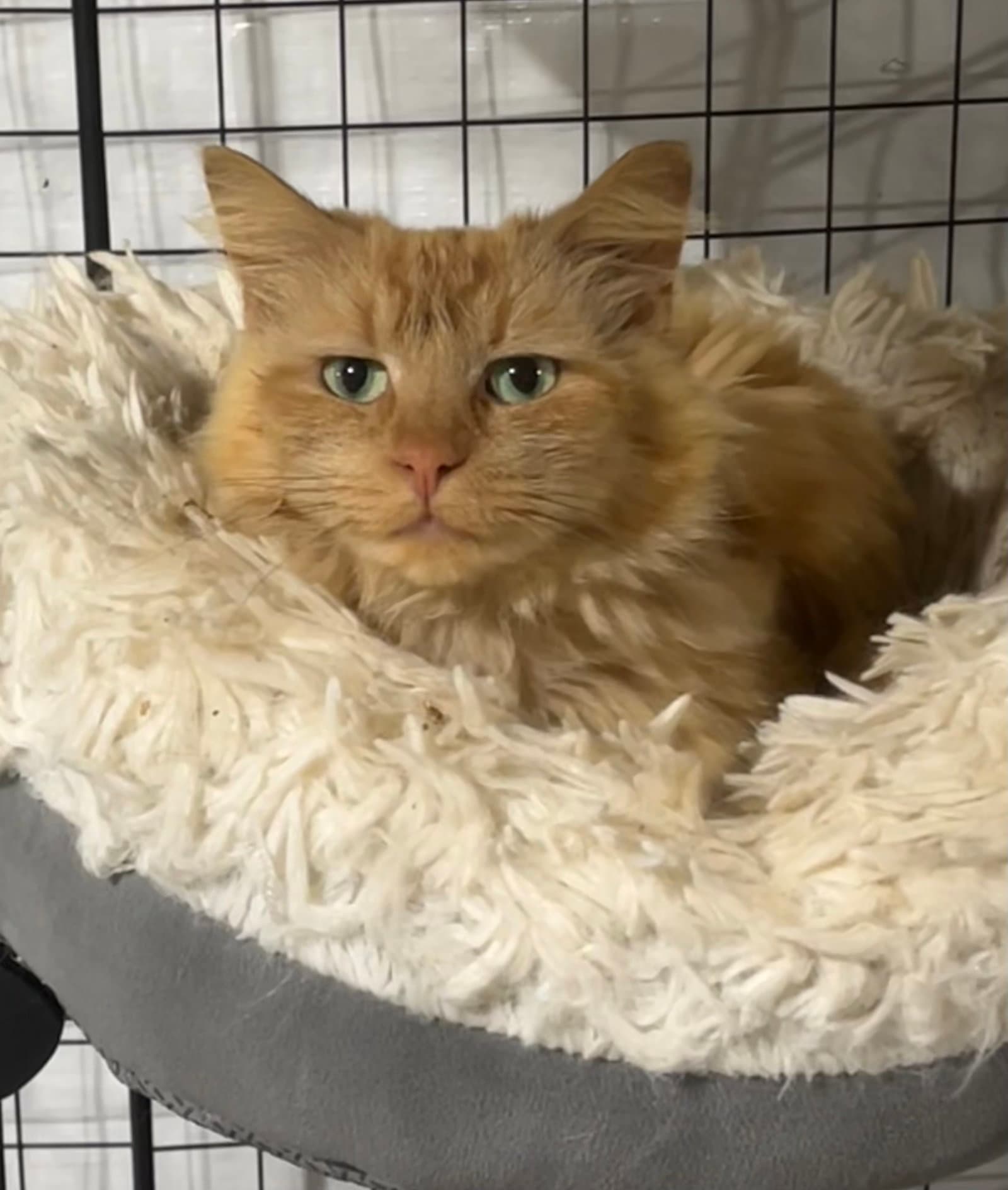 Vivienne - Domestic Medium Hair
