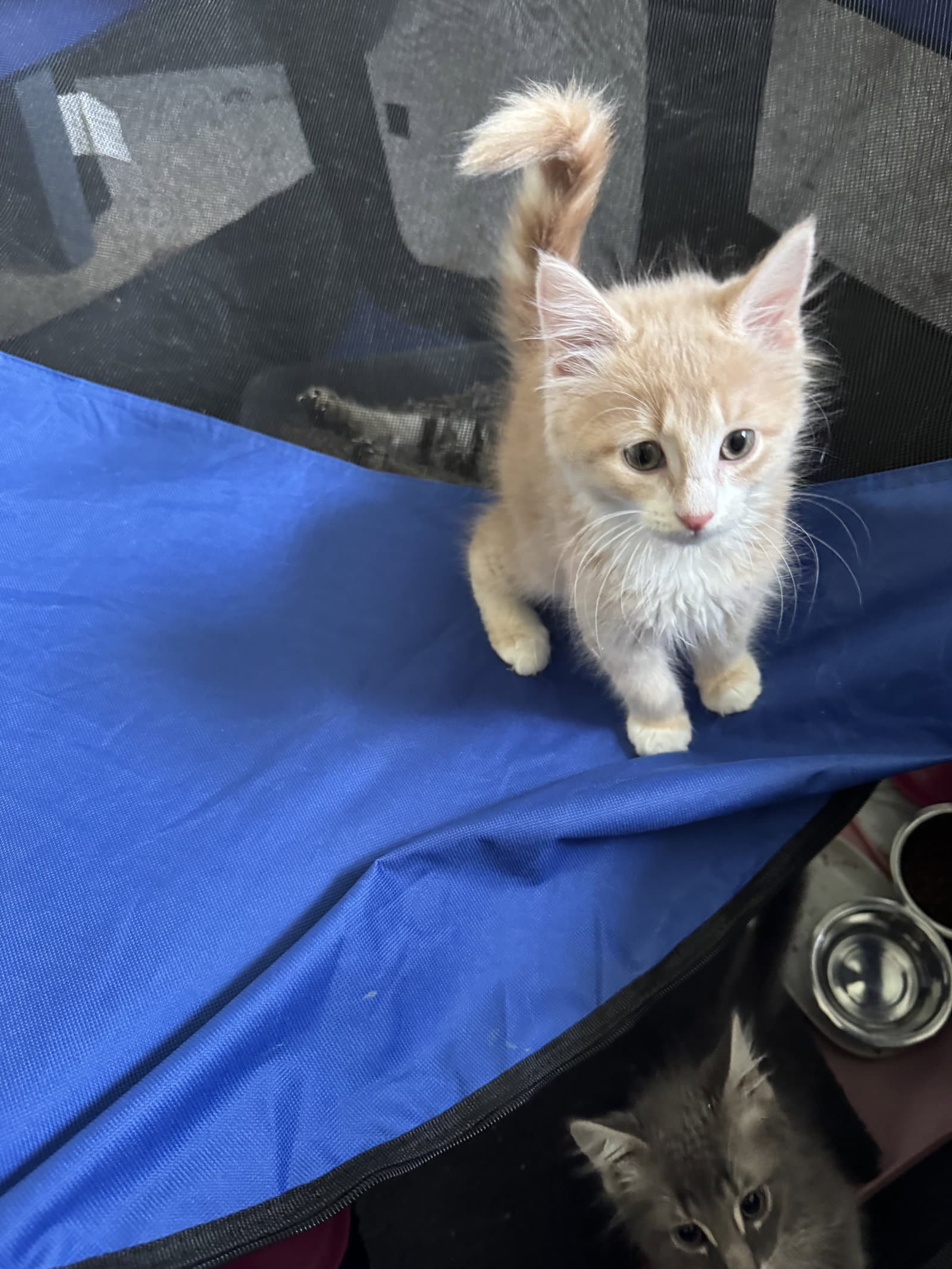 Baker - Domestic Medium Hair